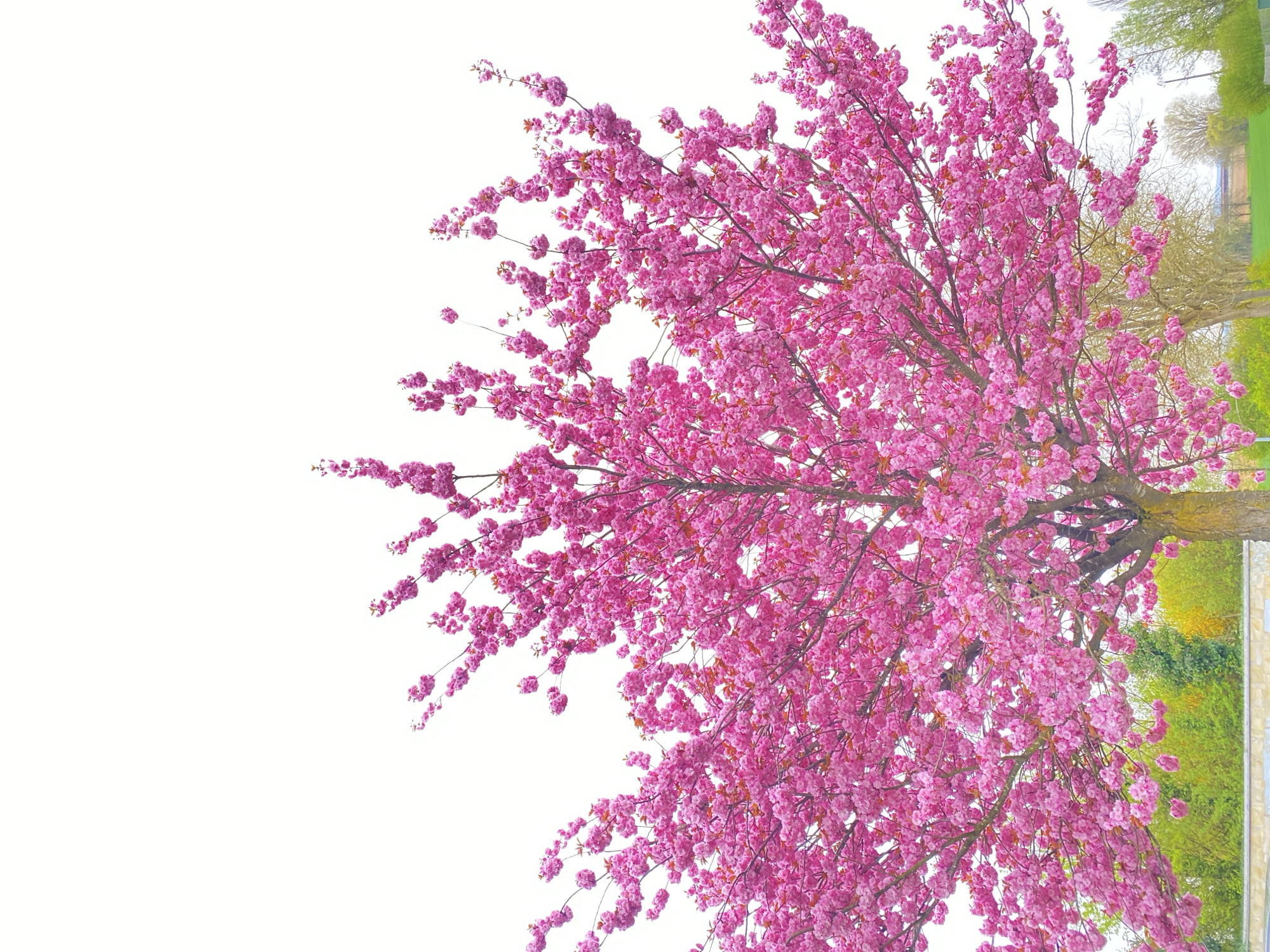 A rotated view of a pink flowering tree fills the right side of the image. The trunk is visible and the branches are densely covered with pink blossoms. Beyond the tree, blurred green foliage and beige walls or buildings are visible. The left side of the image is a blank white space. The location is in Truchtersheim, France.