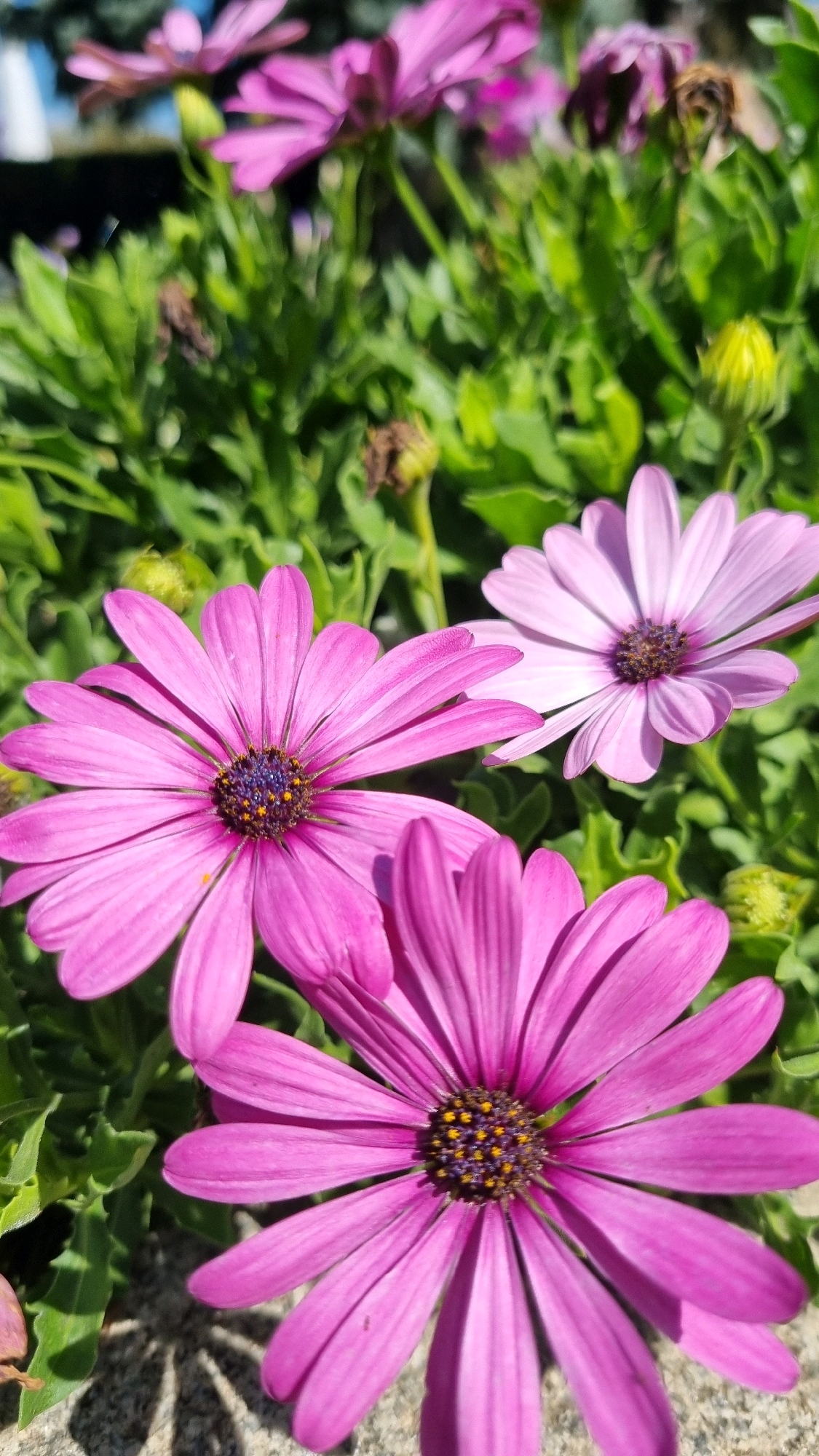 This close-up photograph showcases several vibrant pink and light purple daisy-like flowers in full bloom, set against a backdrop of lush green foliage. The flowers are the primary subjects, with their petals fanned out and their centers a dark purple with yellow speckles. In the foreground, a large pink flower is prominently displayed, with its petals reaching towards the viewer. To its right and slightly behind, another pink flower is visible. Further back and to the right, a lighter purple flower is in focus. The scene appears to be outdoors, with sunlight illuminating the flowers and casting shadows on the textured grey ground below. The overall impression is one of natural beauty and tranquility. The location is identified as Smila, Ukraine.
