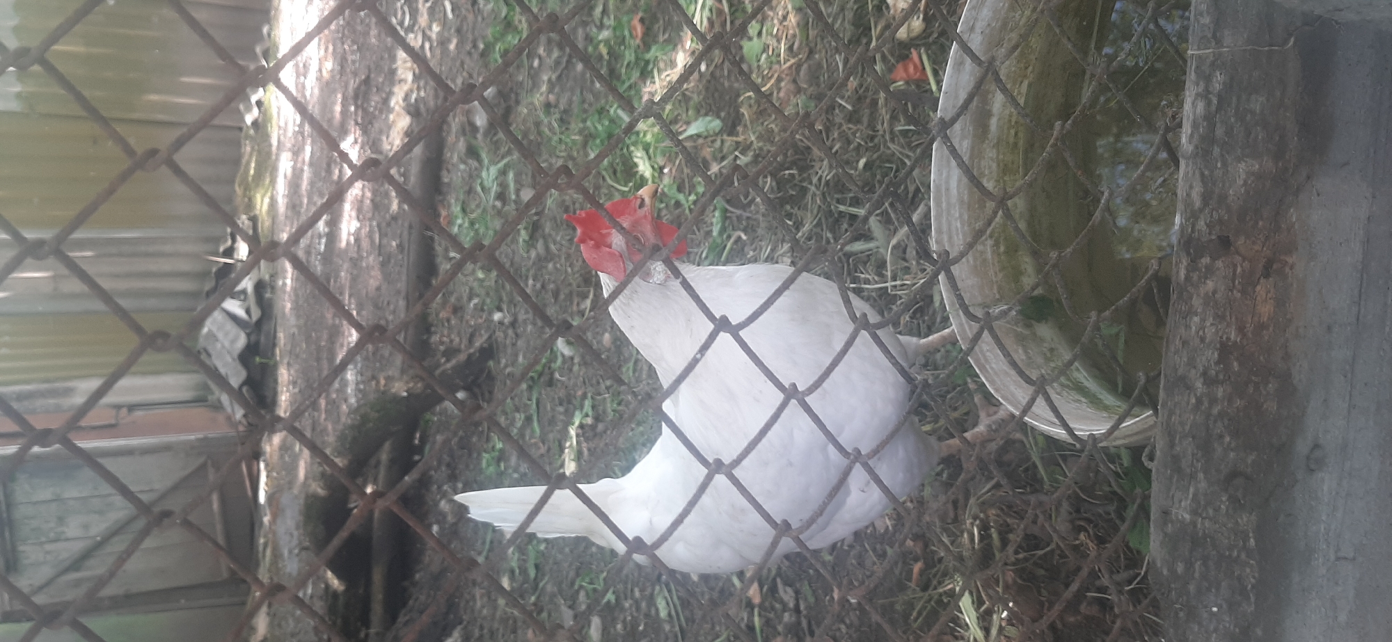 A white chicken stands in a dirt enclosure, partially obscured by a rusty chain-link fence. The chicken has a red comb and wattle. Behind the chicken, there is a wooden structure and some debris. A weathered metal tub filled with murky water is visible in the foreground, also behind the fence. The environment appears to be outdoors, possibly in a rural or suburban setting. The image was taken in Yessentukskaya, Russia.