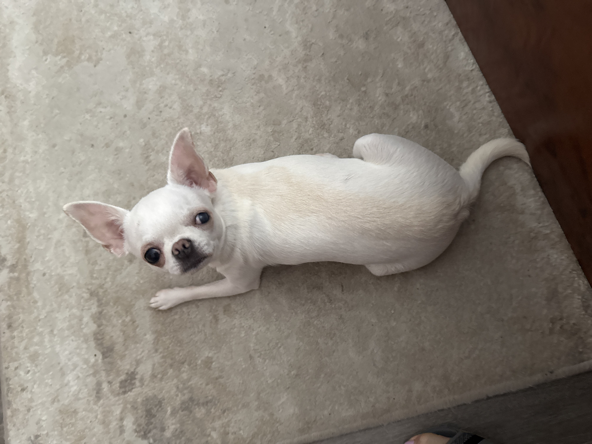 A white chihuahua dog is lying on a light-colored rug, facing upwards and to the left, with its head tilted. The dog has large, dark eyes and prominent ears. The rug appears to be indoors, on a floor that is partially visible, with a dark wood floor edge on the right side of the frame. A small portion of a person's foot, with painted toenails, is visible on the left edge of the image. The image does not provide any specific information about the city of Novosibirsk, Russia.