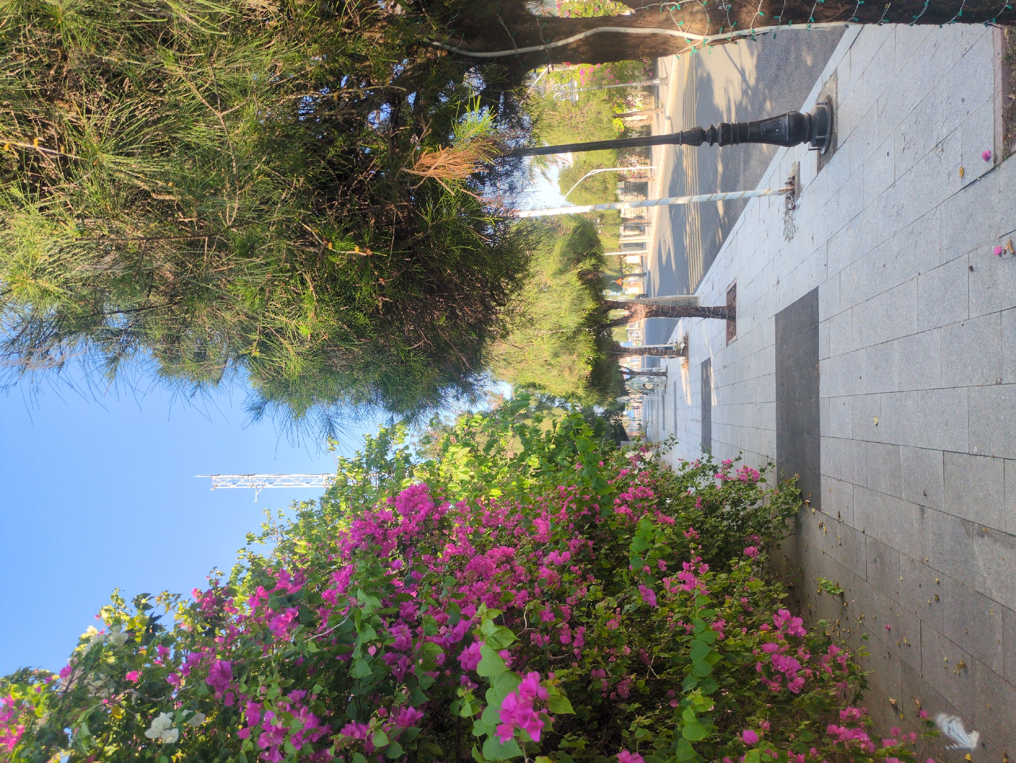 A sidewalk in Tuy Hòa, Vietnam, runs parallel to a road. Along the sidewalk are trees and bougainvillea. Street lights are intermittently spaced down the sidewalk. The sky is blue.