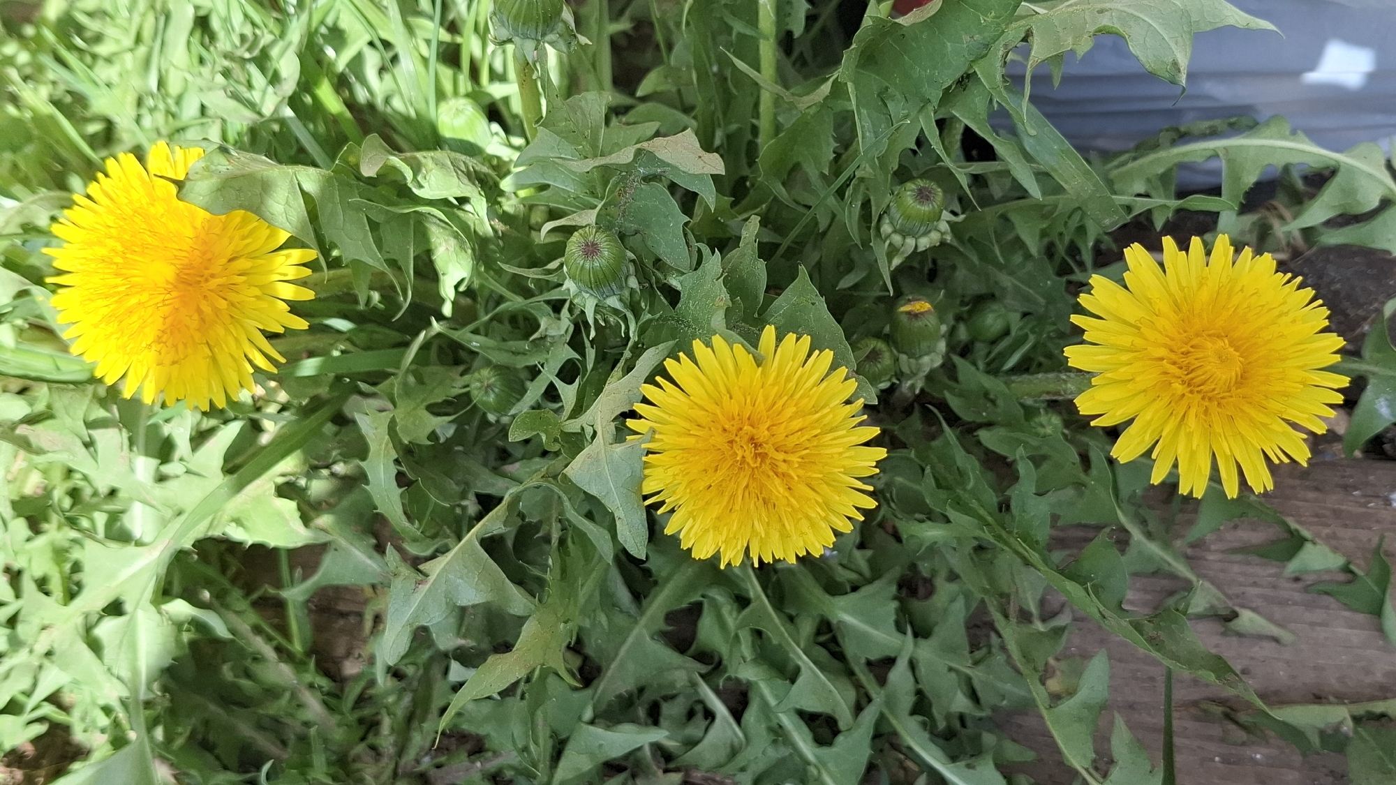 The image shows a close-up view of three dandelions in full bloom, surrounded by dandelion leaves and buds. The yellow flowers are the focal point, each exhibiting a dense collection of petals. The leaves are jagged and green, providing a backdrop for the flowers. The environment appears to be a grassy area, likely a garden or field. There is no evidence to connect the image with the city of Шешурга, Russia.