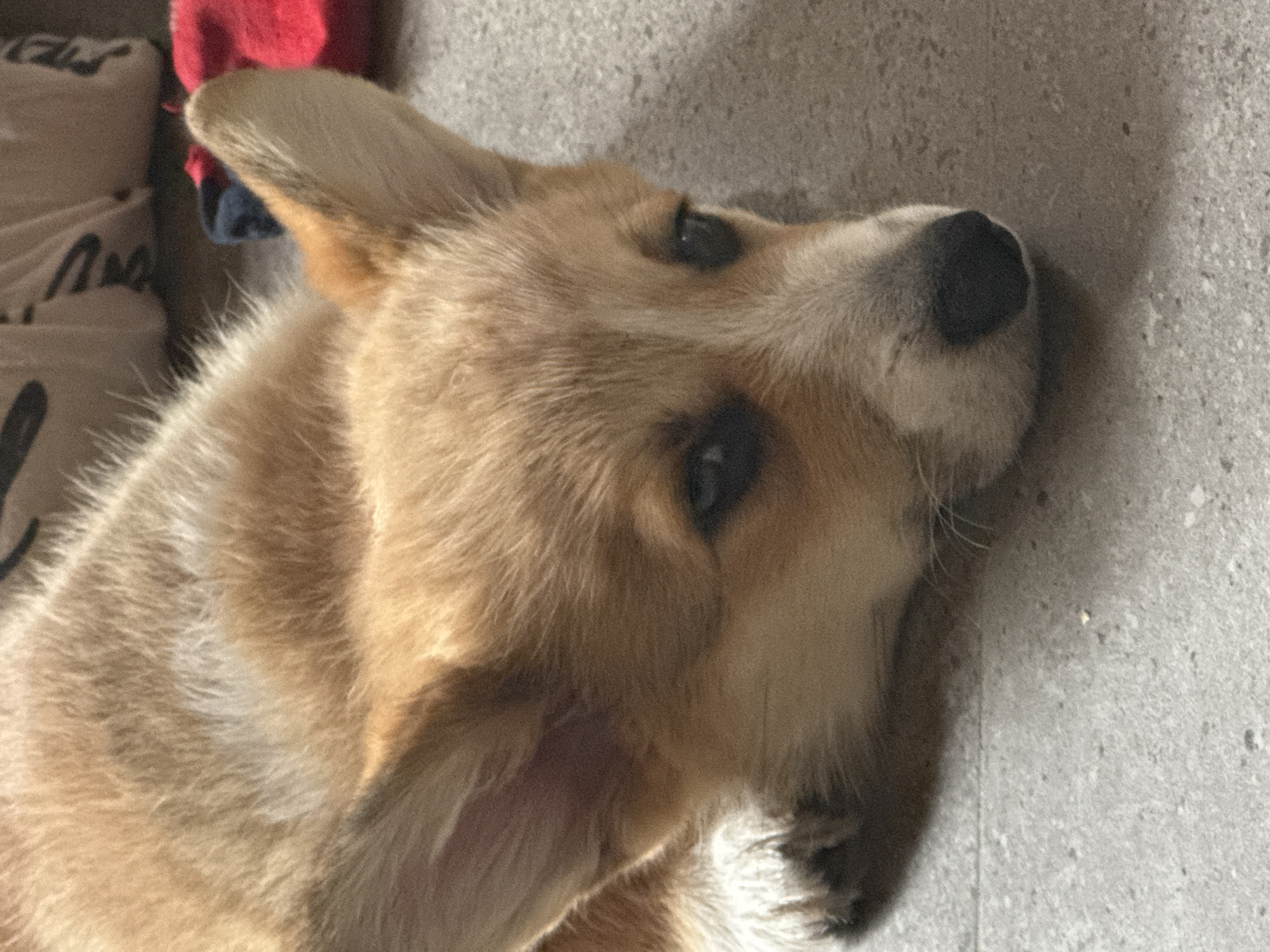 A medium shot shows a Pembroke Welsh Corgi puppy lying down, its head turned to the side and looking upwards. The puppy has light brown fur with white markings on its face and chest. Its ears are large and upright, and its eyes are dark and appear to be looking with curiosity. The puppy's nose is black and prominent.
The background is out of focus, but suggests a domestic setting. To the left, there are stacked items that appear to be pillows or cushions, one with what looks like text written on it. A flash of red fabric is also visible, possibly part of a blanket or toy. The surface the puppy is lying on is textured, appearing to be a concrete floor, with a shadow cast from the puppy to the right.
The lighting suggests it could be daytime, possibly indoors with natural light, or even outdoors in a shaded area. There are no strong indications of weather conditions. The puppy's expression is attentive and calm, conveying a sense of gentle curiosity. The overall scene is one of quiet observation by a young dog. The location context of Ignatovo, Russia, doesn't provide specific visual cues in the image itself.