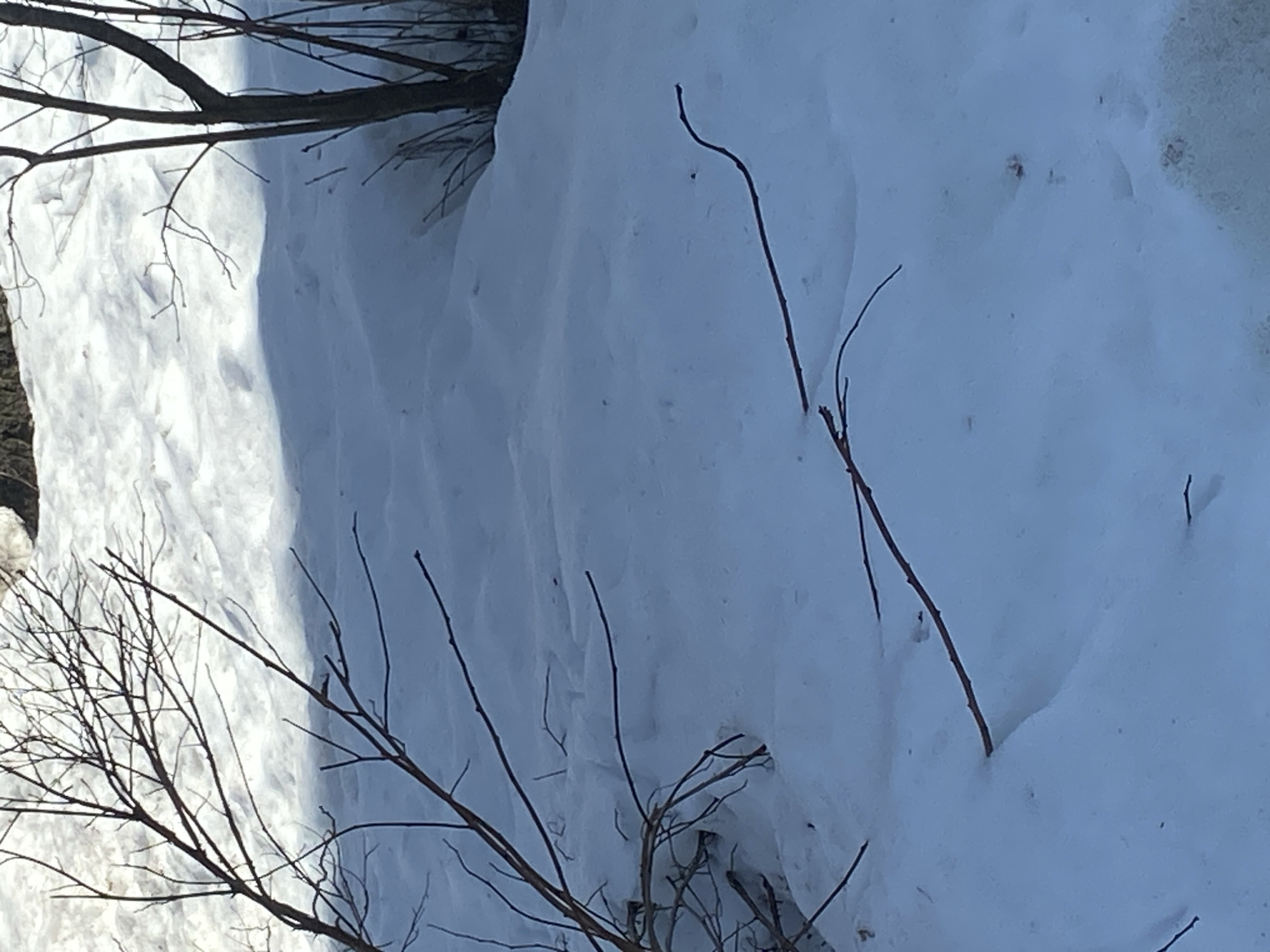 This image depicts a snow-covered outdoor landscape in Chaikovsky, Russia, characterized by natural light and shadows. The ground is uniformly covered by an undulating layer of white snow, showing variations in brightness due to direct sunlight and shaded areas. Bare deciduous tree branches, stripped of foliage, extend from the left foreground and midground, with their dark silhouettes contrasting against the snow. Additional bare tree trunks or dense brush are visible on the right side and in the background, also embedded in or surrounded by snow. Several thin, reddish-brown branches are observed lying horizontally across the snow surface, with some portions partially submerged. The scene is static; no individuals, animals, or man-made structures are present, and no discernible actions or interactions are occurring.