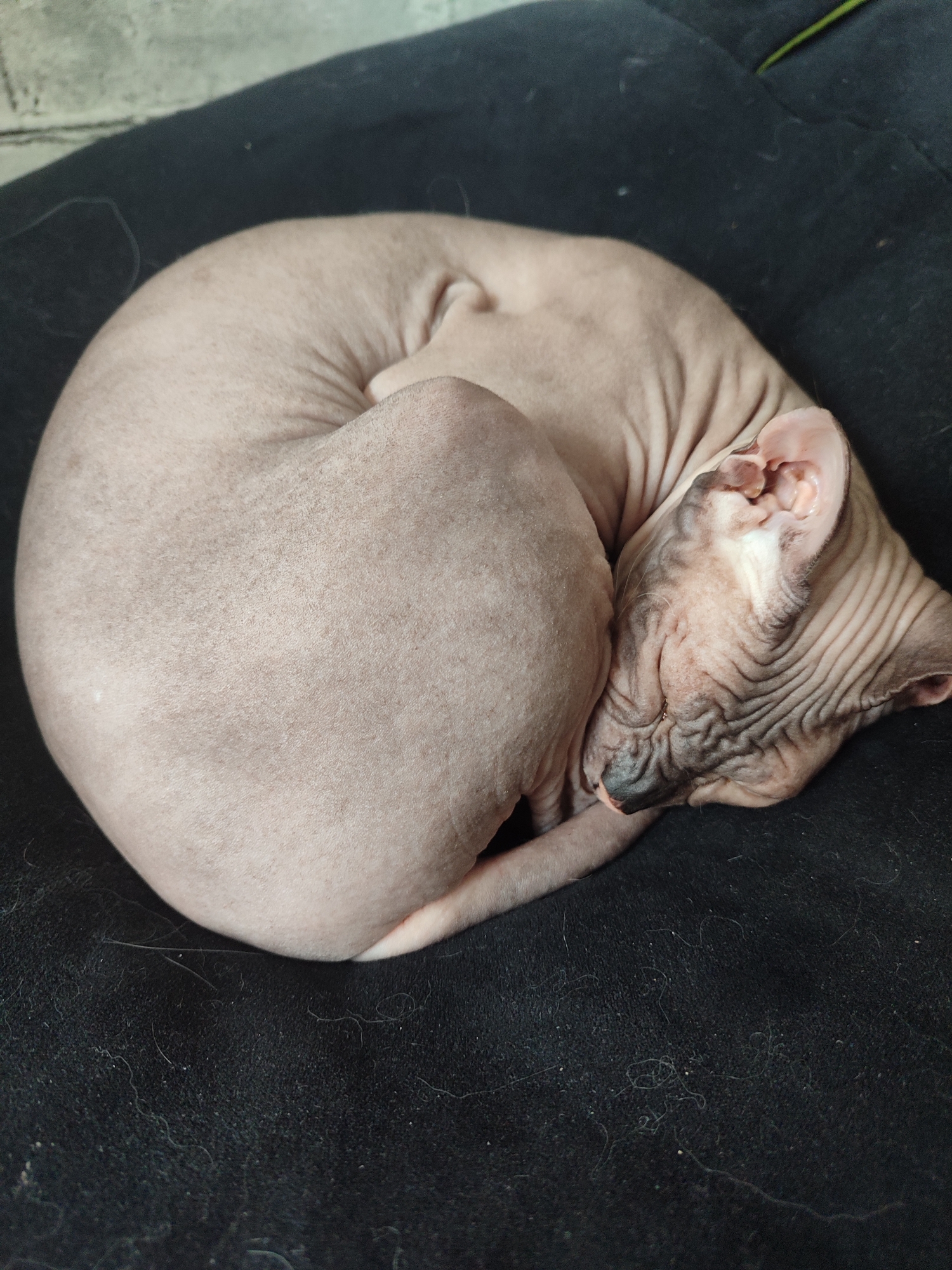 A hairless Sphynx cat is curled up asleep on a dark, possibly black, fabric surface. The cat is light pinkish-gray in color and shows wrinkles around its face and body. The cat's head is tucked in towards its body, with its ears visible. The background is out of focus but appears to be the same dark fabric. There is no evidence to suggest that the location is in Izhevsk, Russia.