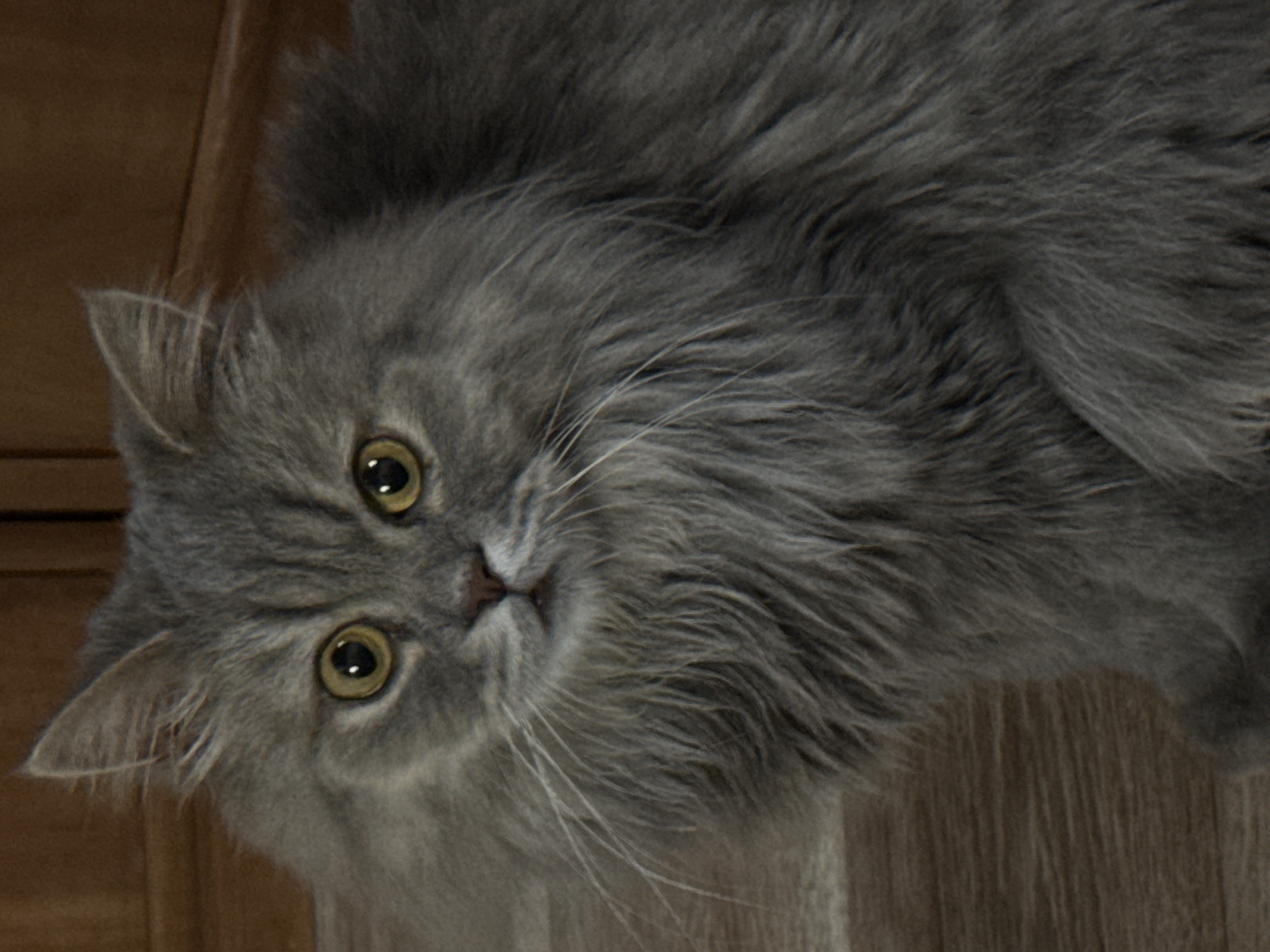 A medium shot of a fluffy grey cat with yellow eyes is captured from a slightly low angle. The cat is looking directly at the camera with a curious expression. Its fur is long and appears soft, with distinct markings around its face. The background consists of a wooden surface, possibly furniture or a wall, in a warm brown tone. The lighting is moderate, highlighting the cat's features and creating soft shadows. The image appears to be taken indoors. The location is not specified in the image.
