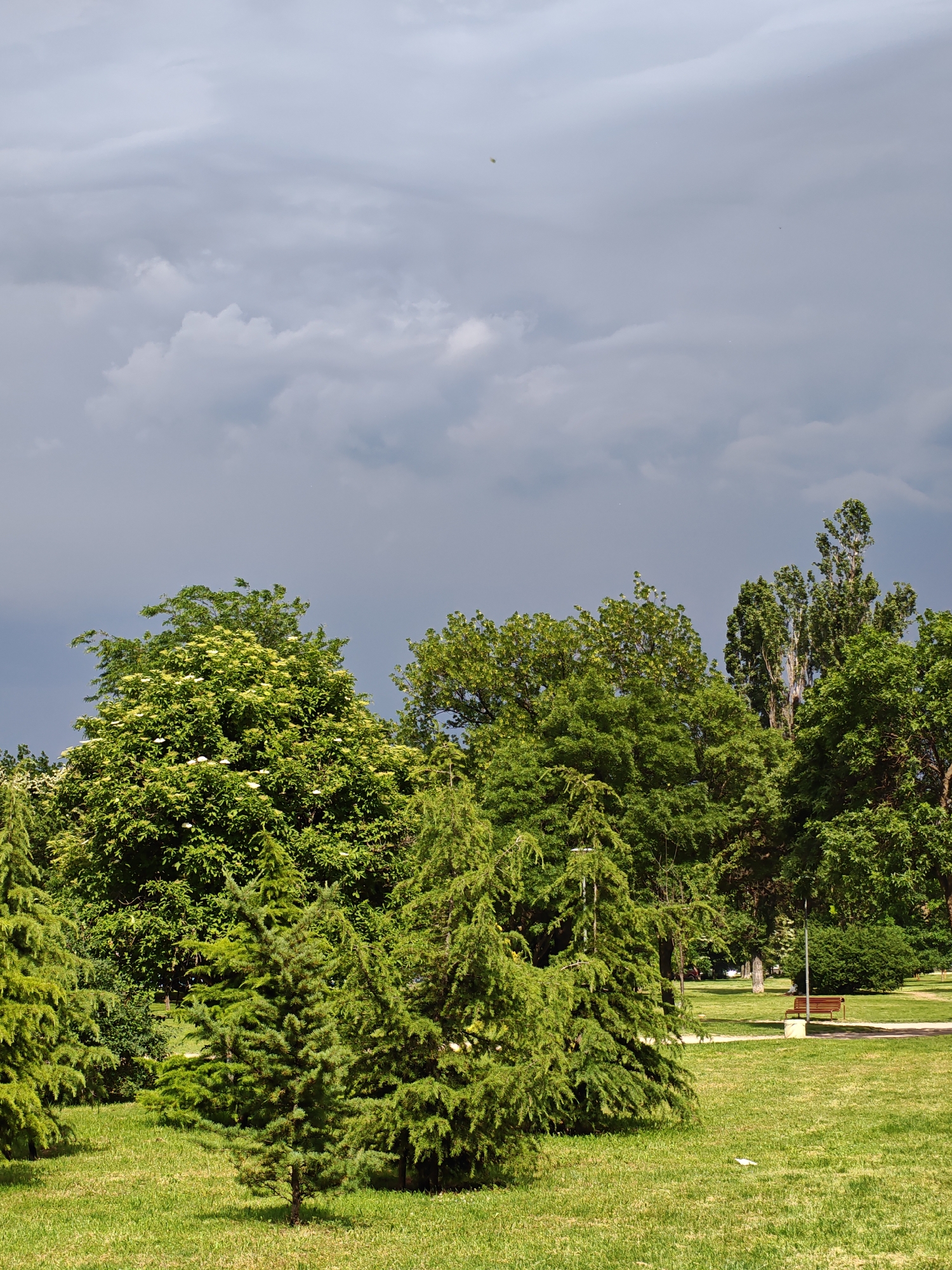 The image depicts a park scene with lush green grass and a variety of trees under a cloudy sky. In the foreground, several evergreen trees, appearing to be conifers, are prominent. The middle ground reveals a mix of deciduous trees, one of which is covered in white blossoms. Further back, a park path is visible, along with a wooden bench and a trash bin situated near the path. The background is dominated by a dense line of trees and the sky, which is filled with heavy, dark clouds, suggesting an approaching storm or recent rain. There are no people visible in the image. The scene is set in a park, likely within the city of Sofia, Bulgaria, given the context provided.