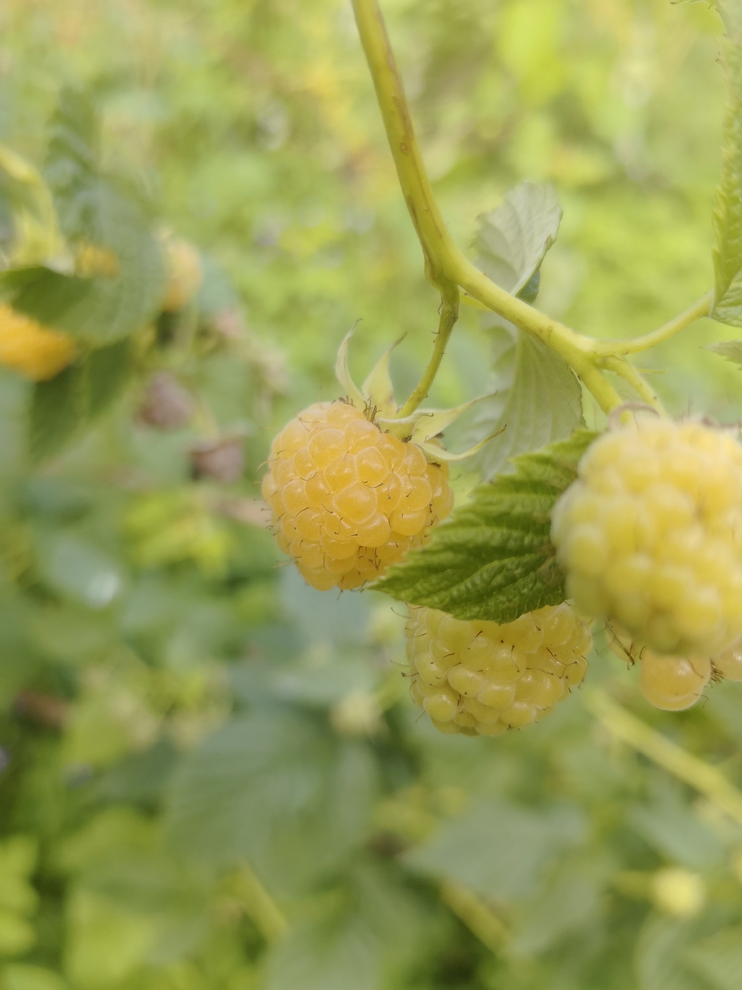 A close-up, eye-level shot shows a branch of yellow raspberries in Kashino, Russia. The focus is on three ripe raspberries, with smaller, less developed ones visible in the background. The berries are round and plump, with a textured surface of drupelets. Green leaves with serrated edges and a thin, green stem are also prominent. The background is a soft blur of green foliage, indicating an outdoor setting, likely a garden or farm. The lighting suggests a bright, natural environment.