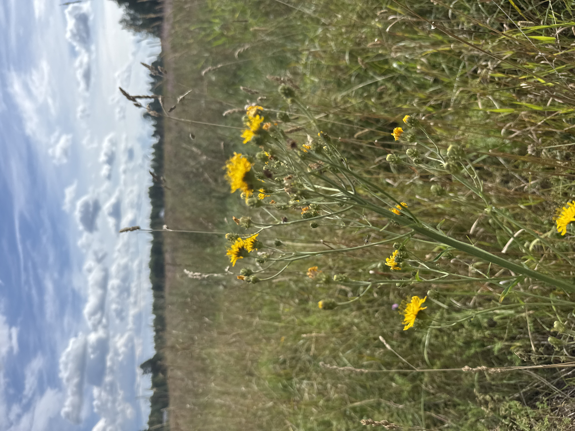 A close-up, eye-level shot captures a patch of wildflowers in a grassy field. The wildflowers are small and yellow with delicate petals. Their green stems are slender and branch out, dotted with tiny buds. The background is a blur of dried grass and green foliage, suggesting a meadow or uncultivated land. The sky above is a mix of blue with fluffy white clouds. The scene is one of natural, untamed beauty. There is no indication of a specific location in Steklyannyi, Russia, or any human presence in the image.