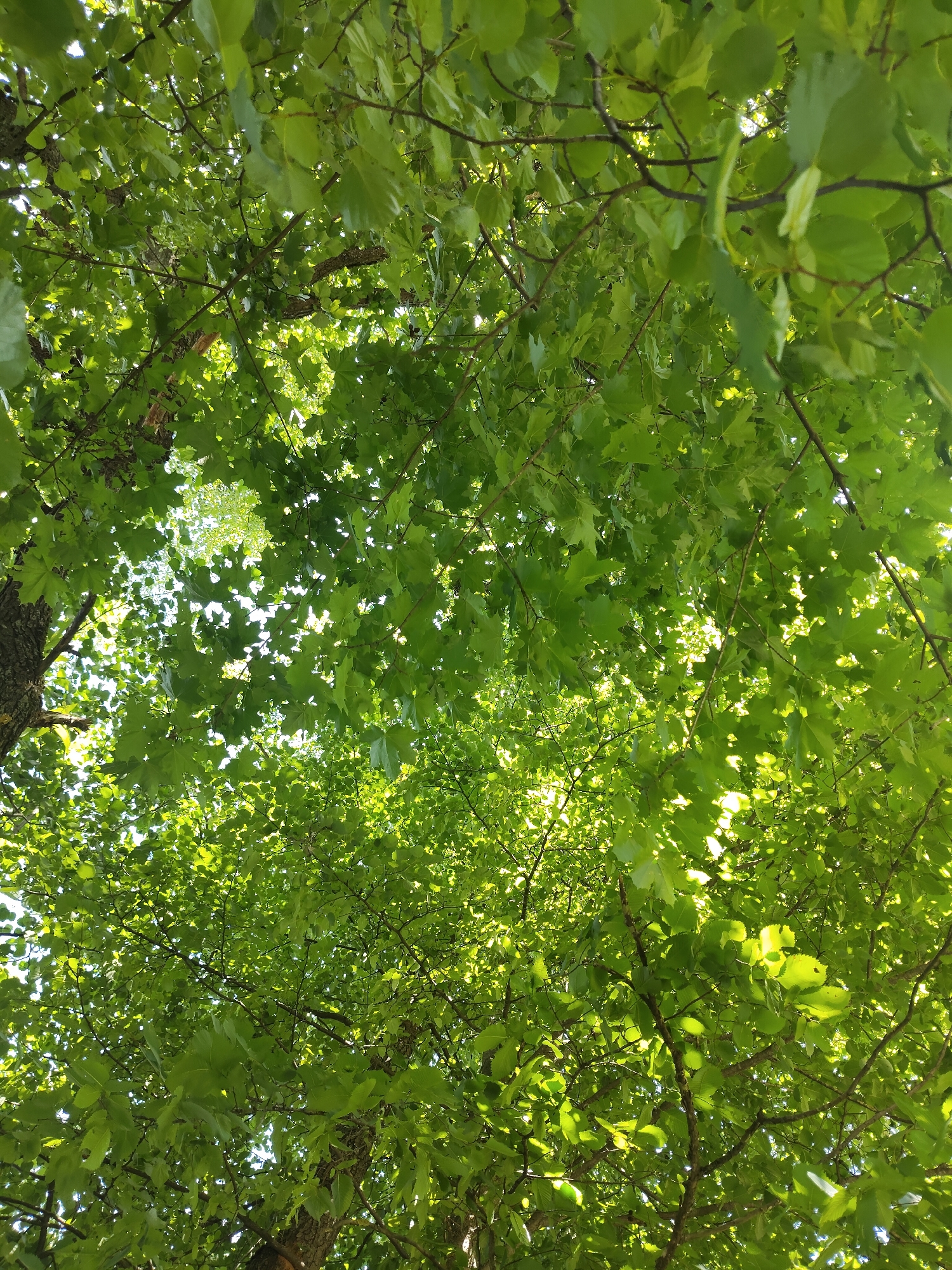 The image shows a close-up view of green tree leaves and branches, seen from below, looking up towards the sky. Sunlight filters through the dense foliage, creating bright highlights on the leaves. The scene appears to be outdoors, with no people or specific structures visible. The abundance of green leaves suggests it is likely springtime or summer. The location is described as Скурыгино, Russia, implying an outdoor environment within that area.