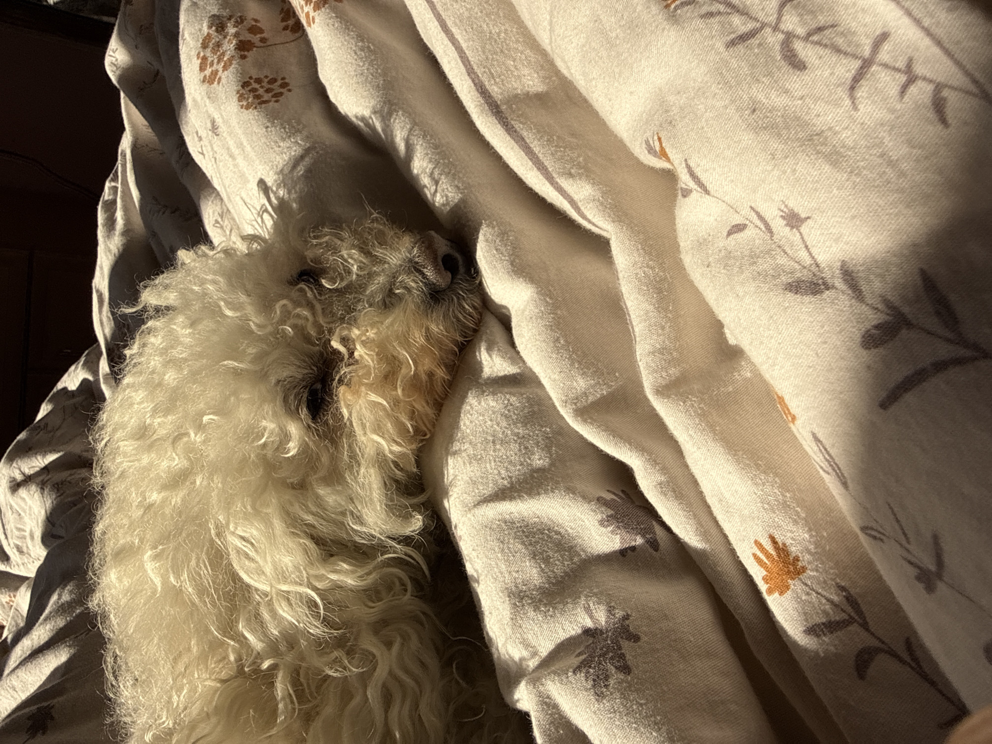 A medium shot depicts a sleeping, white, curly-haired dog nestled in a rumpled bed with patterned sheets. The dog's head rests on the sheets, and its eyes are closed. The sheets are a light color with patterns of small flowers and leaves in brown, grey, and orange. Natural light illuminates the scene, casting shadows across the sheets and dog. In the background, there is a dark, wooden object. The photograph was taken indoors. The location is not evident from the image alone and cannot be determined to be Yerevan, Armenia without additional information.