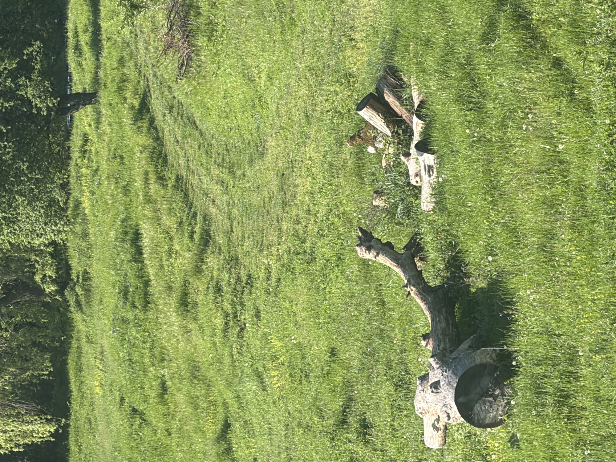 The image shows a grassy field with several tree stumps in Novogortsi, Bulgaria. The field is bright green and appears well-maintained. Two notable tree stumps are present in the right portion of the image, with a hollowed-out section visible in one. The environment is predominantly natural.