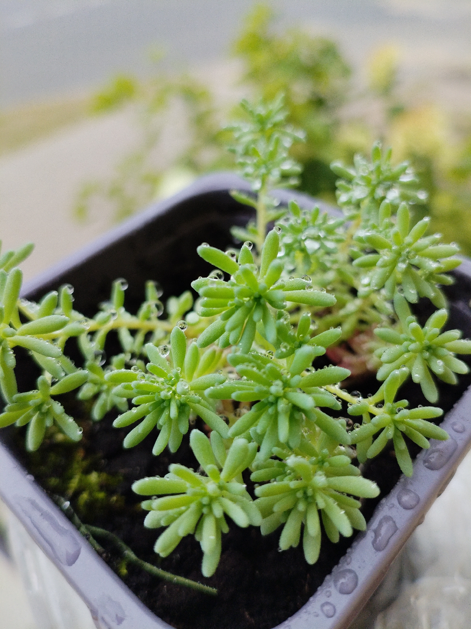A close-up, slightly angled shot captures a small succulent plant in a grey pot. The plant is a vibrant light green with numerous needle-like leaves clustered together. Tiny water droplets are visible on the leaves, suggesting recent watering or dew. The pot is filled with dark soil, and a small patch of moss is present on the soil's surface. The background is softly blurred, showing hints of greenery and a pale, overcast sky, possibly indicating an outdoor setting. The image is forensic in its detail, with every droplet and leaf clearly rendered. No people are present. The location is Bialynichy, Belarus.