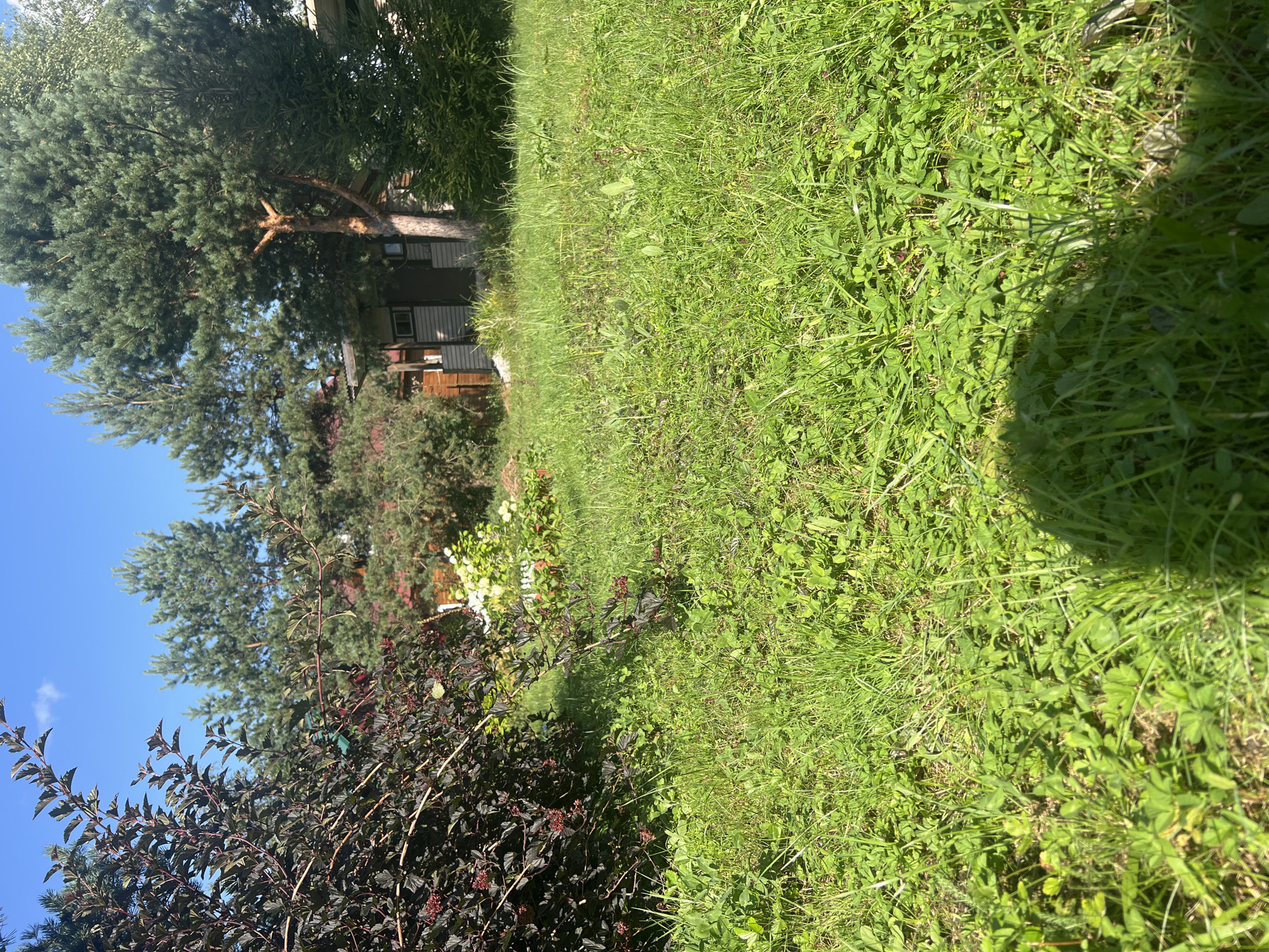 The image shows a sunny outdoor scene in Роса Снт, Russia, likely a residential area with a garden. In the foreground, there is a lawn with abundant green grass and some clover. A large, dark-leaved shrub with small red berries is positioned on the left side of the frame, extending into the lawn. Behind the shrub, a cluster of white flowers is visible.

In the middle ground and background, several coniferous trees, primarily pines, are prominent. A small, wooden building with a dark door and windows is situated amongst the trees, appearing to be a shed or a small house. The building has a light-colored, horizontal siding. The sky above is clear and blue, indicating a bright, summer day. The overall impression is one of a peaceful, rural or suburban garden environment. There are no people visible in the image.