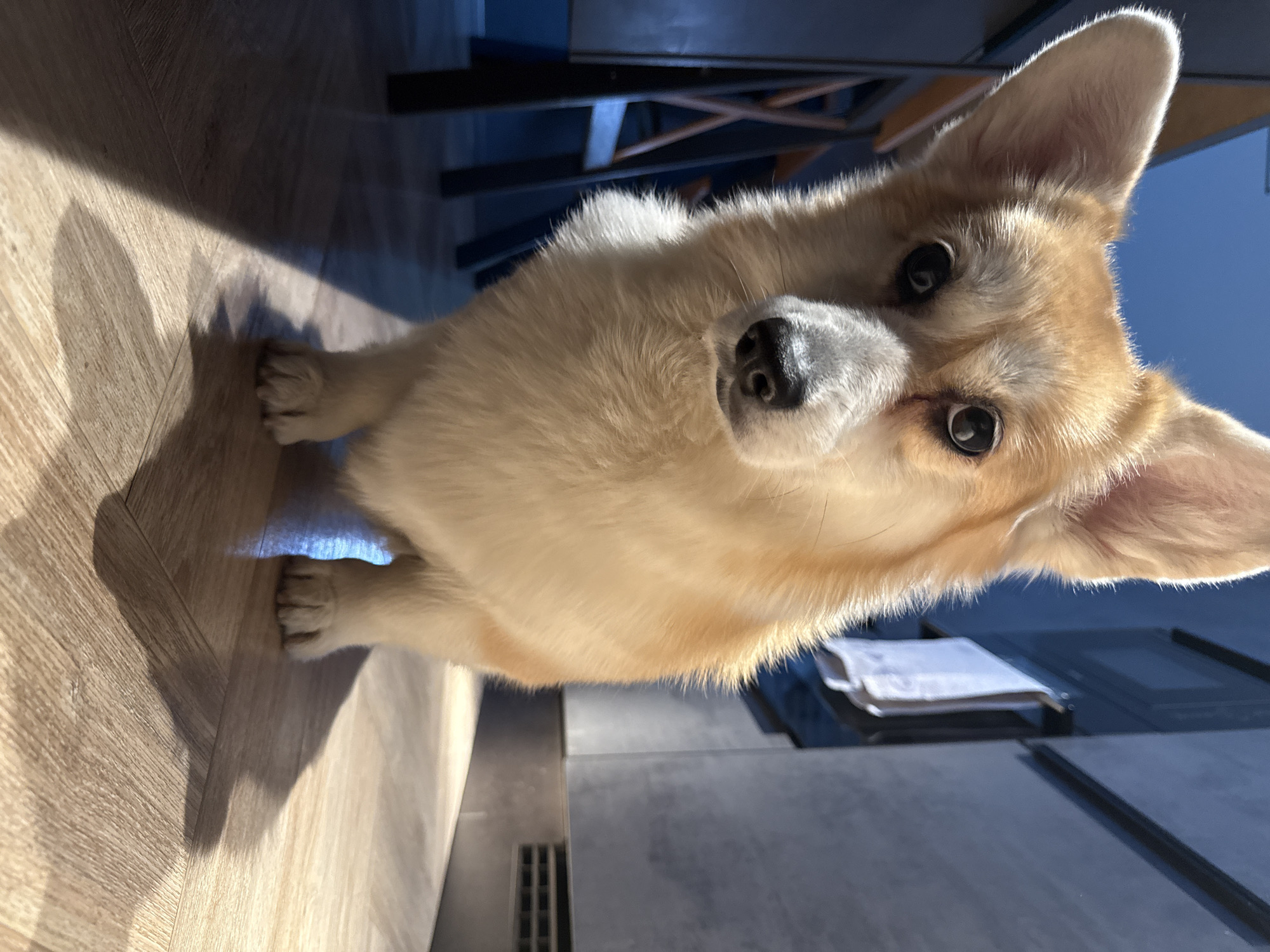 A close-up, angled shot features a Corgi dog looking directly at the camera. The dog's fur is primarily light brown and tan, with a white muzzle. Its ears are erect and pointed. The dog is indoors, positioned on a floor that transitions from wood laminate to gray tile. A linear drain is visible in the gray tile section of the floor. In the background, partially obscured, is a table with a metal frame.
There is no information to determine if the picture was taken in the city of Krasnoyarsk, Russia.