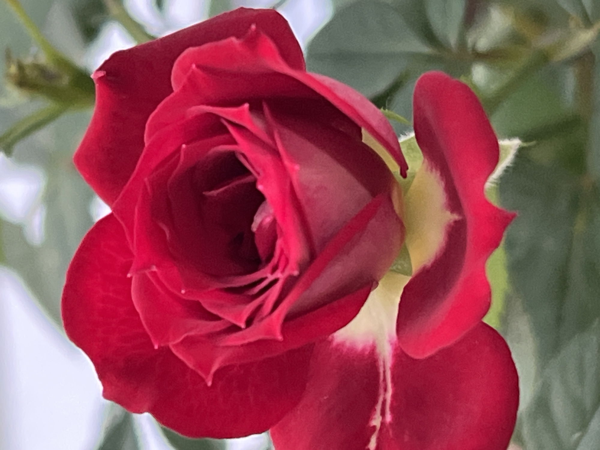 A close-up, vertical shot captures a vibrant red rose in full bloom, its velvety petals unfurling towards the viewer. The rose is the primary subject, with its intricate layers and delicate texture highlighted. The background consists of soft-focus green foliage and a pale, hazy sky, creating a shallow depth of field that emphasizes the flower. Hints of lighter yellow and white are visible at the base of some petals, adding subtle contrast. The image appears to be a still life, with no people or overt actions depicted. The setting is outdoors, likely a garden, given the presence of leaves and stems. There is no information in the image to suggest a specific location in Panteleevka, Russia.