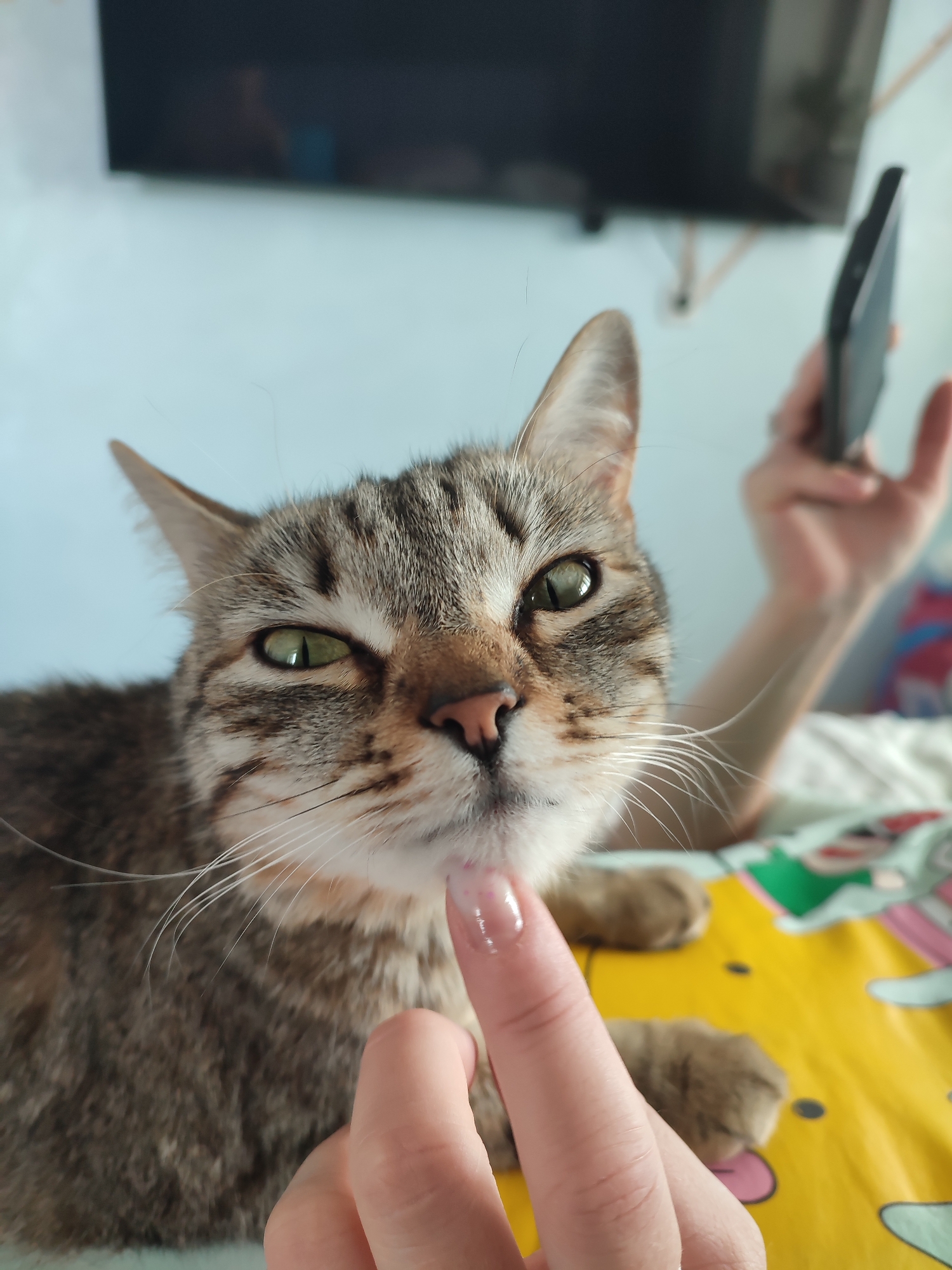 This close-up, eye-level indoor photograph, taken in Chaikovsky, Russia, centers on a tabby cat with striking green eyes. The cat's fur displays a mix of brown, grey, and white stripes, and it has a light pink nose and prominent white whiskers. A human hand, with an index finger adorned with a clear or light pink nail polish, is gently touching the cat's chin or lower muzzle, indicating a tender interaction.
In the softly blurred background, another human hand is visible, holding a dark-colored smartphone or a remote control. Above this, a dark, rectangular screen, likely a television or monitor, is mounted on a light blue wall. The cat and the interacting hand are positioned on a vibrant yellow blanket or sheet, which features segments of a colorful pattern, including pink and green shapes. The natural lighting suggests it is daytime. The cat's eyes are slightly narrowed, conveying a calm or perhaps subtly curious demeanor. There is no visible text in the image.