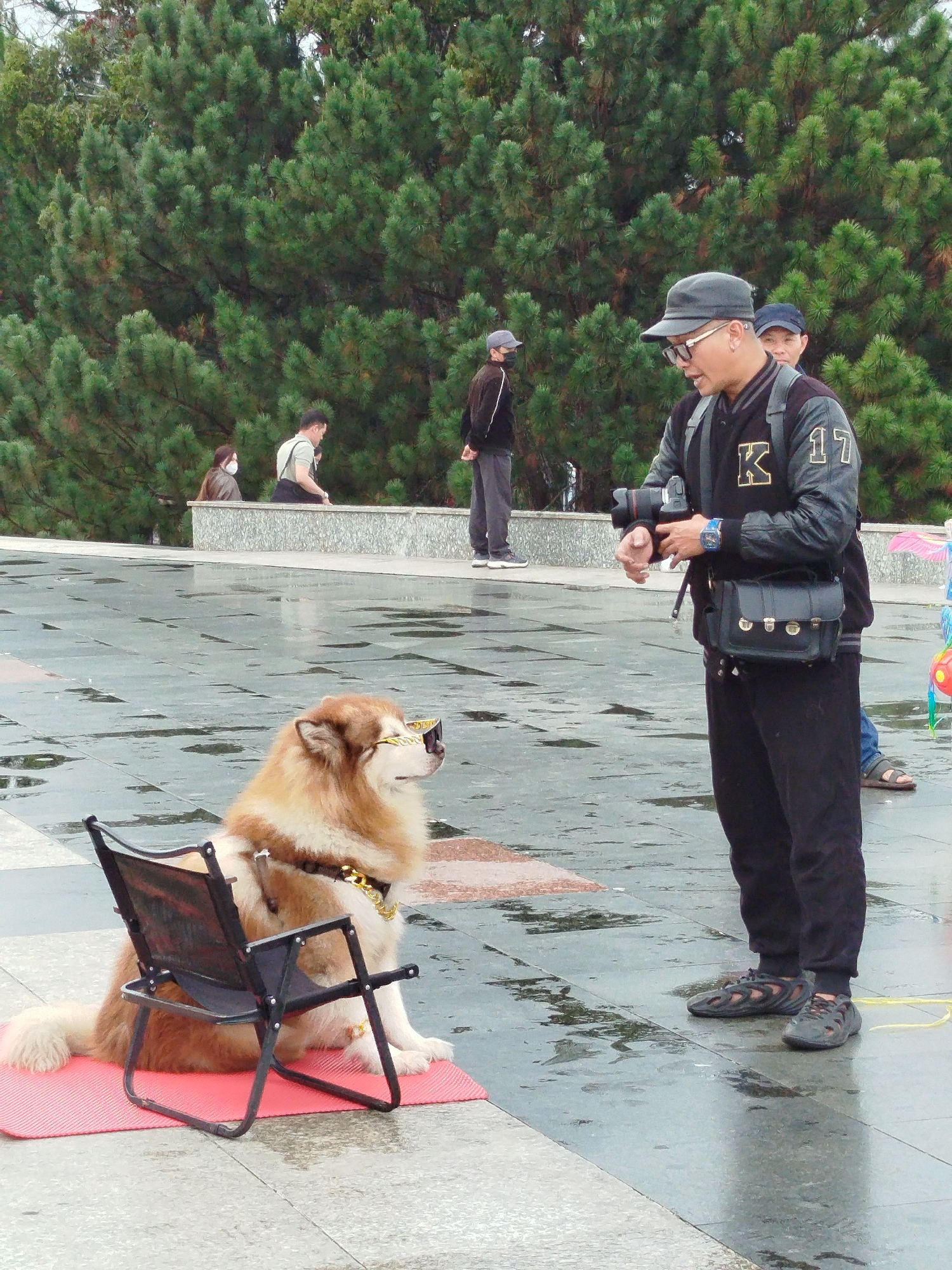 A photographer is taking a photo of a dog in Da Lat, Vietnam.
The dog, wearing sunglasses, sits regally in a small black folding chair placed on a pink mat. The photographer, a man wearing a cap, glasses, and a jacket with a "K 17" emblem, stands in front of the dog, holding a camera. He also wears a black bag over his shoulder. The surface they are standing on is a wet, tiled public space.
Behind the dog and photographer, other individuals are visible. A man stands further back, while another person sits on a low wall. Green trees form a backdrop to the scene. The overall impression is one of a staged photo opportunity in a public area, likely for tourists.