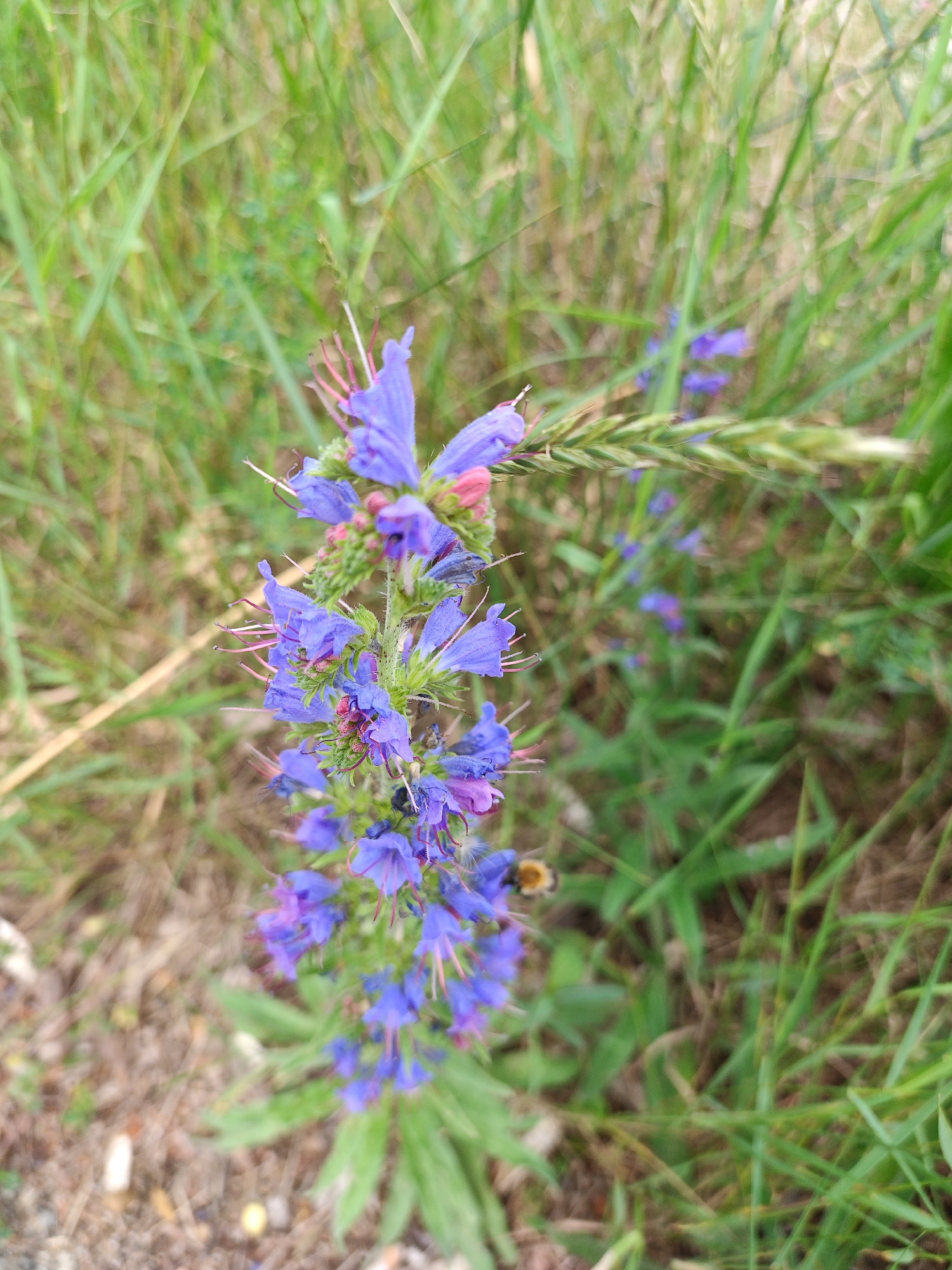 A close-up, top-down shot shows a cluster of small, bright purple flowers with pink stamens growing vertically on a thin green stalk. The flowers are surrounded by blurred green grass and some dry, brown organic material on the ground. A single bee is visible on one of the flower petals, facing away from the camera. The background is a soft blur of green grass, suggesting an outdoor, natural setting.