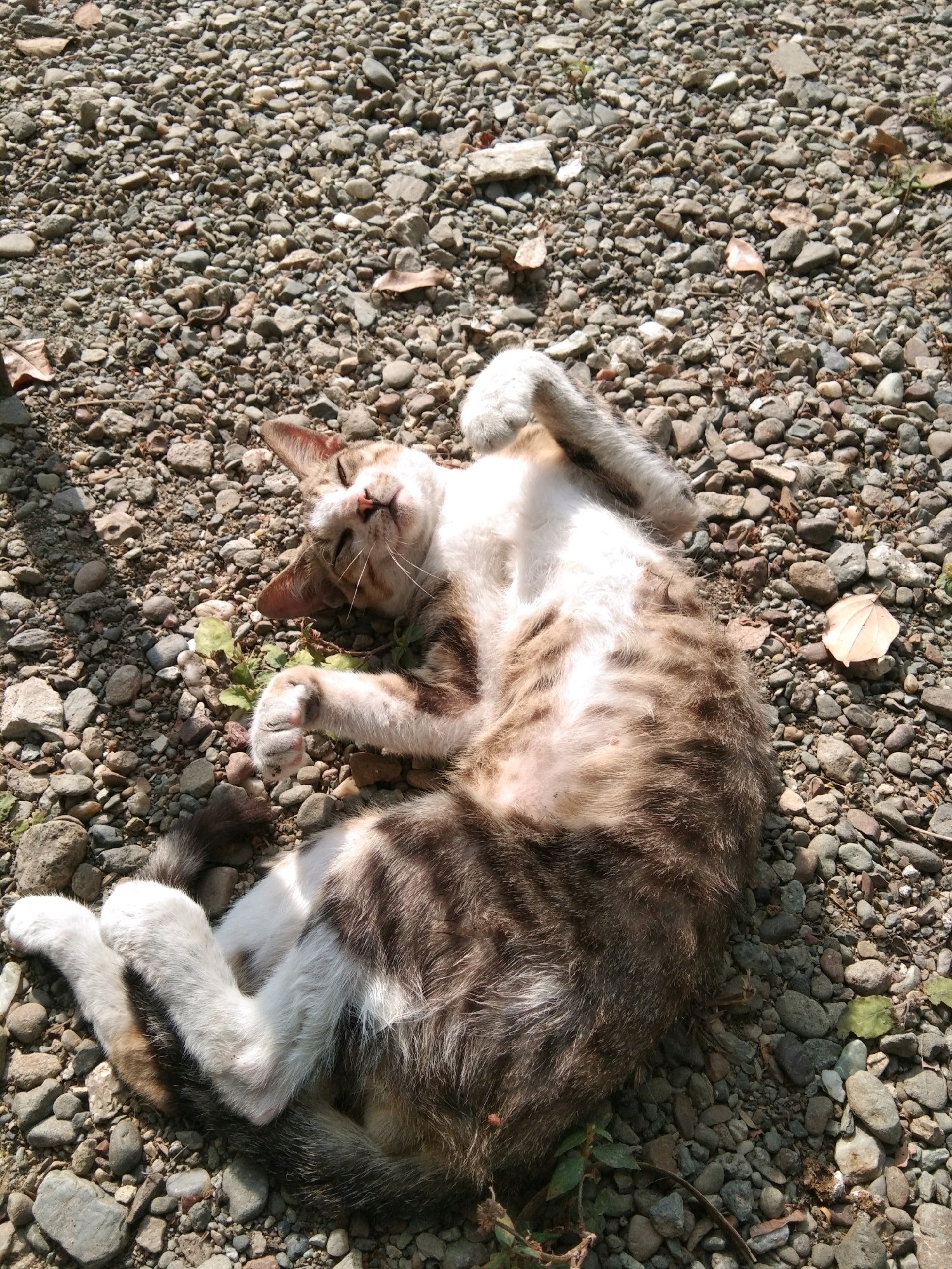 A tabby cat with white paws and belly is lying on its back on a rocky ground. The cat's eyes are closed, and its head is tilted back. It appears to be enjoying the sun. The background is composed of various sizes of gray and brown pebbles, with some dry leaves scattered around. The image was taken in Karangsambung, Indonesia, where the rocky ground is typical of the region, often found along riverbeds or in arid areas. The sunlight casts a shadow on the left side of the image, indicating it's daytime.