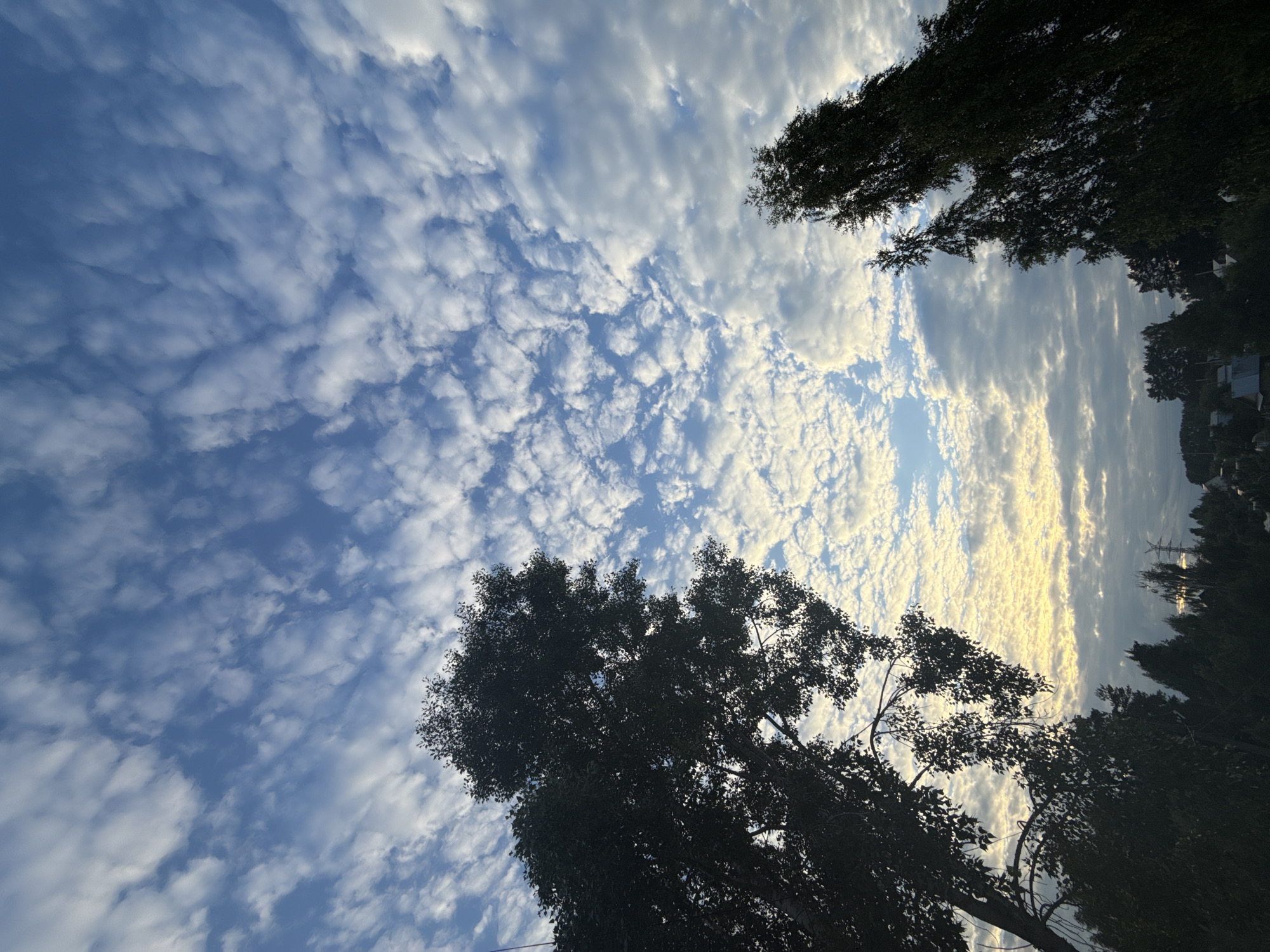 This is a low-angle, vertical shot of a partly cloudy sky over a natural setting. Silhouetted by the bright sky are the tops of several trees with dark green foliage. The clouds are a mix of white and gray, with some streaks of yellow light suggesting the sun is low on the horizon. The overall impression is serene and natural. The sky takes up the majority of the frame, with the trees framing the scene from the bottom and right edges. The lighting suggests it is either sunrise or sunset, casting a warm glow through the clouds. The setting appears to be outdoors, possibly a park or wooded area, given the prominent trees. There is no visible text or discernible activity or event taking place. The location context is Chaikovsky, Russia, which does not provide any direct visual cues within the image itself, but adds context to the outdoor, natural scene.