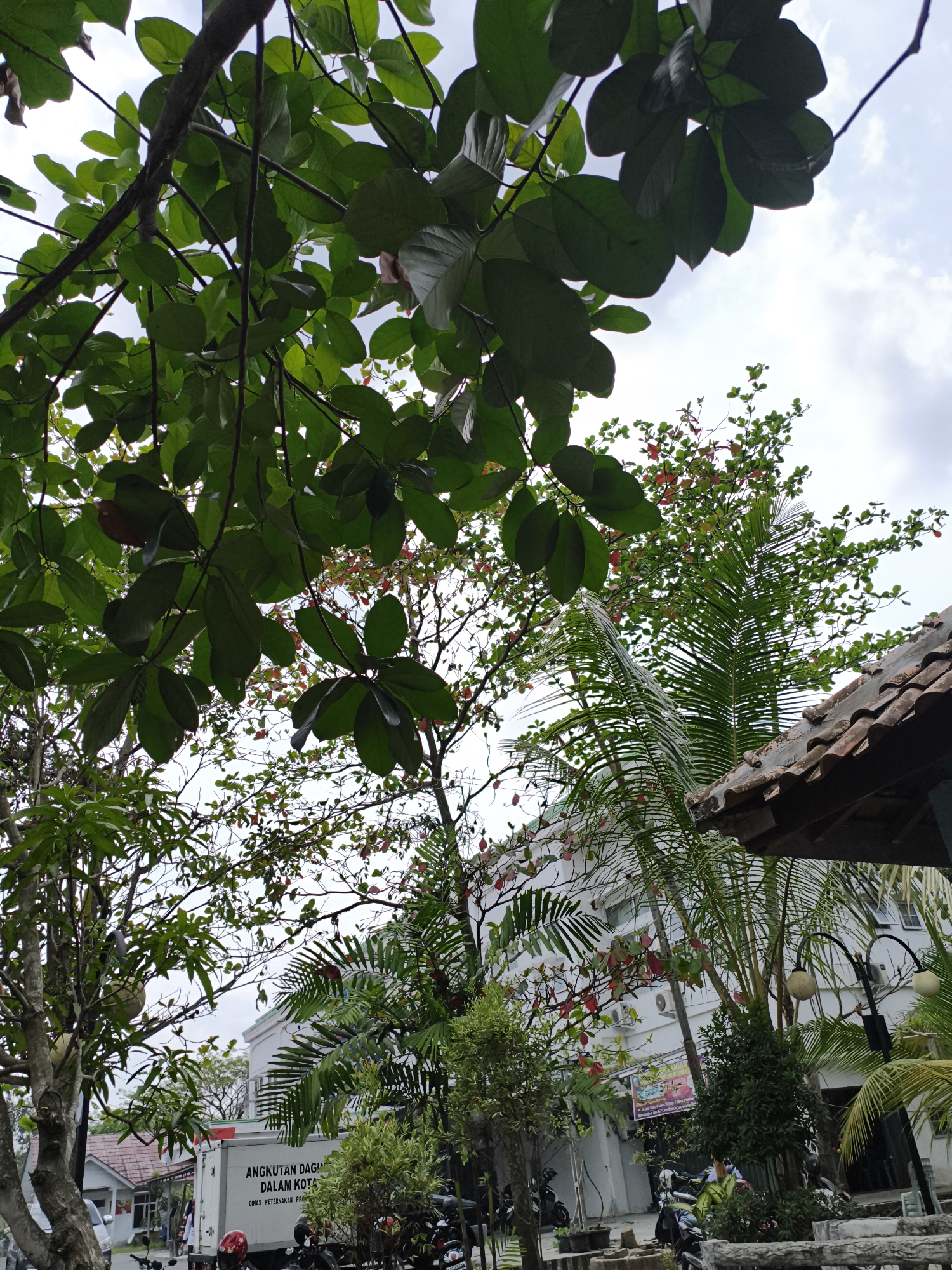 In Kemelak Bindung Langit, Indonesia, the scene is dominated by lush green foliage from overhead trees, partially obscuring the sky which is partly cloudy. In the mid-ground, a white truck with text that includes "ANGKUTAN DAGING DALAM KOTA" and "DINAS PETERNAKAN PRO" is visible, suggesting it's involved in transporting meat within the city and affiliated with the Animal Husbandry Department. Several motorcycles are parked near the truck and in the foreground, indicating a public or accessible area. Behind the truck and vegetation, a white building with visible windows and air conditioning units suggests an urban or commercial setting. The presence of a tiled roof structure in the foreground on the right side of the image further adds to the architectural context of the location. The overall impression is a street scene with a focus on natural elements and urban infrastructure.