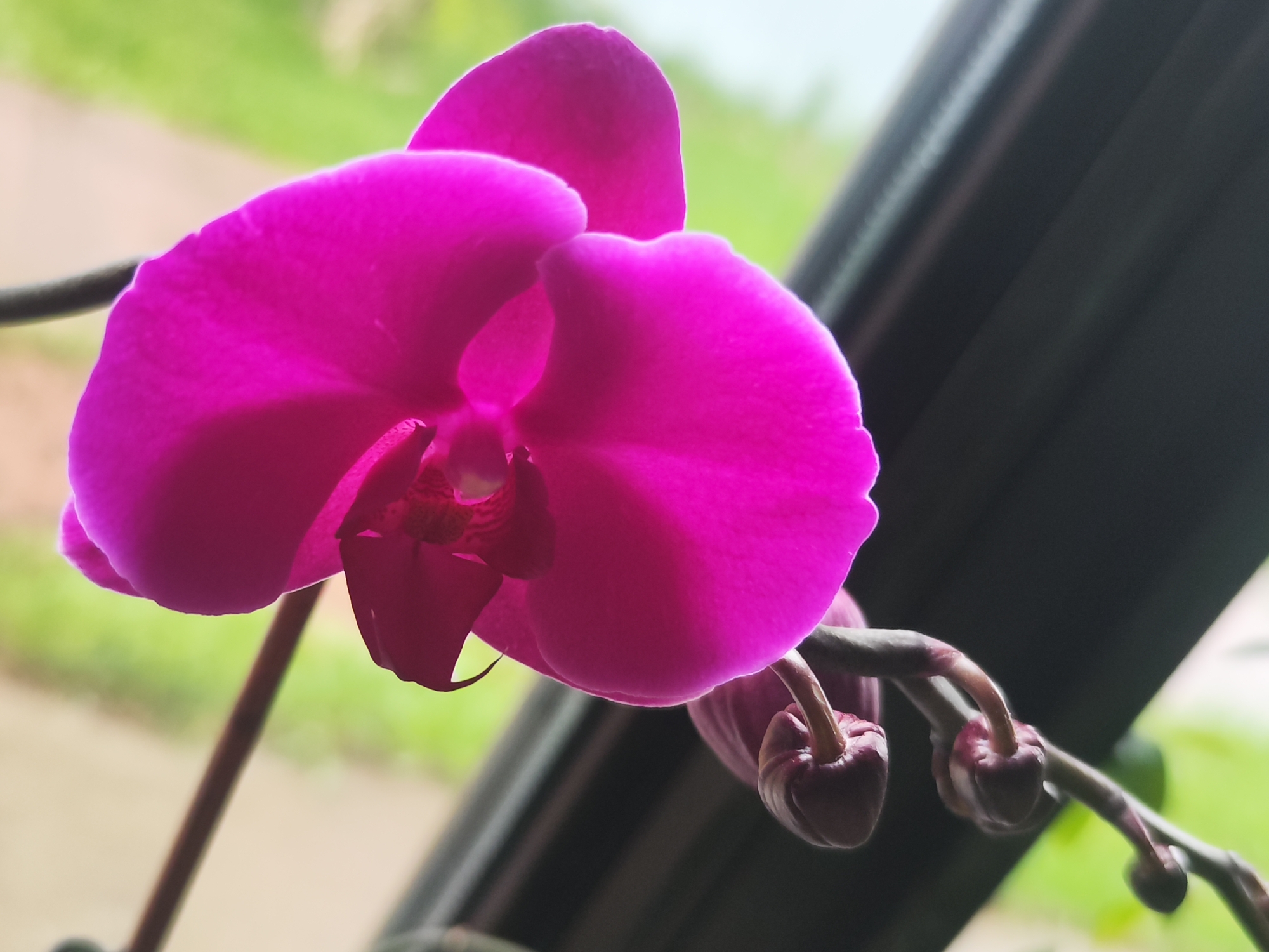 A close-up image shows a vibrant purple orchid flower with two closed buds hanging on a stem. The orchid is positioned in front of what appears to be a dark gray window frame. The background shows a blurred view of greenery, potentially trees or grass. The exact location within the city of Chaikovsky, Russia, cannot be determined from the provided image. No people or specific interactions are visible.
