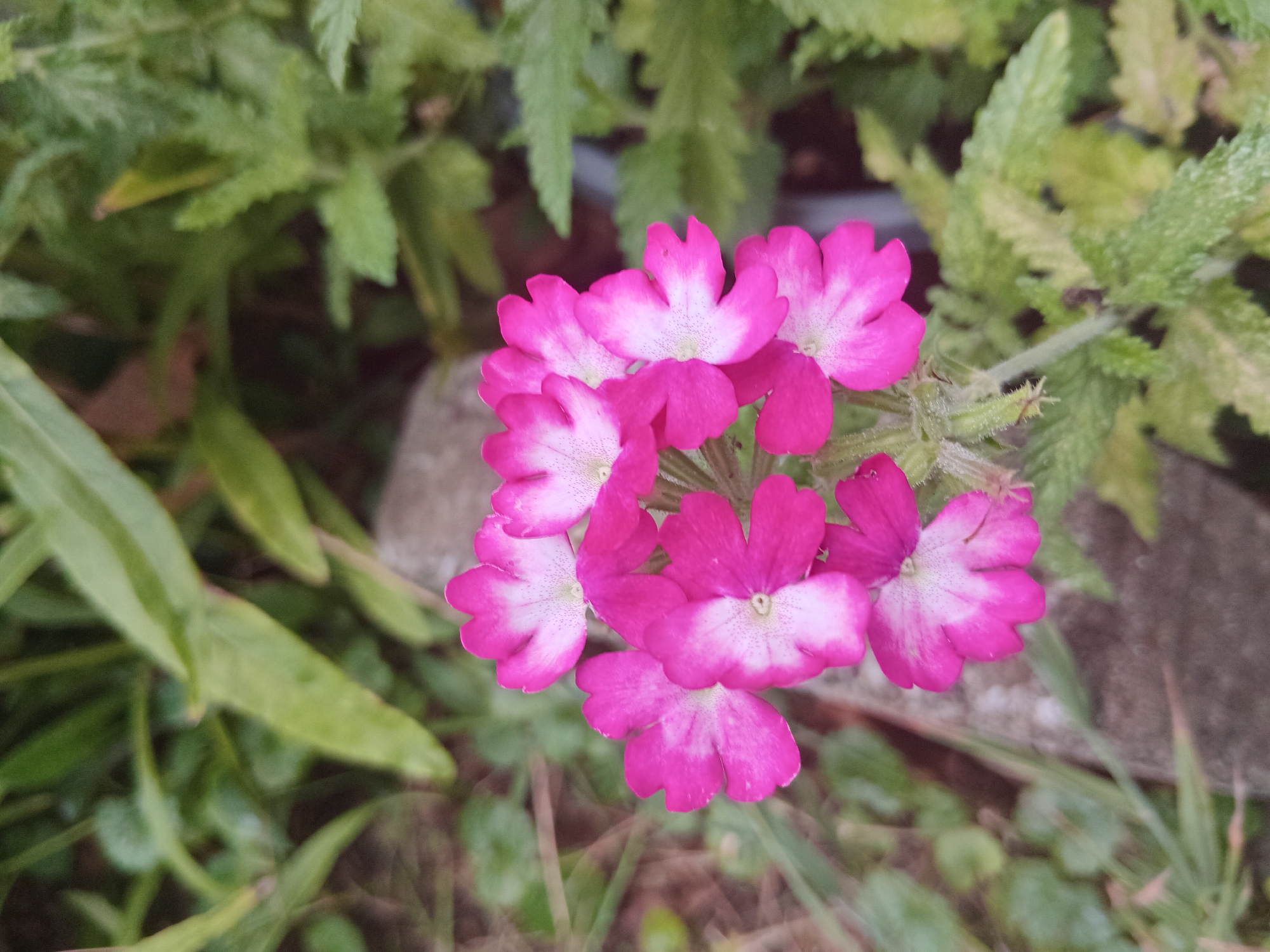 In Weißenthurm, Germany, a close-up shot captures a cluster of vibrant pink flowers with white centers. The flowers are arranged in a circular pattern, with their petals slightly parted, revealing the delicate white interiors. The background is a blur of green foliage, with hints of brown earth and a grey, textured surface that could be a stone or concrete edge. The lighting appears natural, suggesting an outdoor setting. No people or animals are visible in the frame.