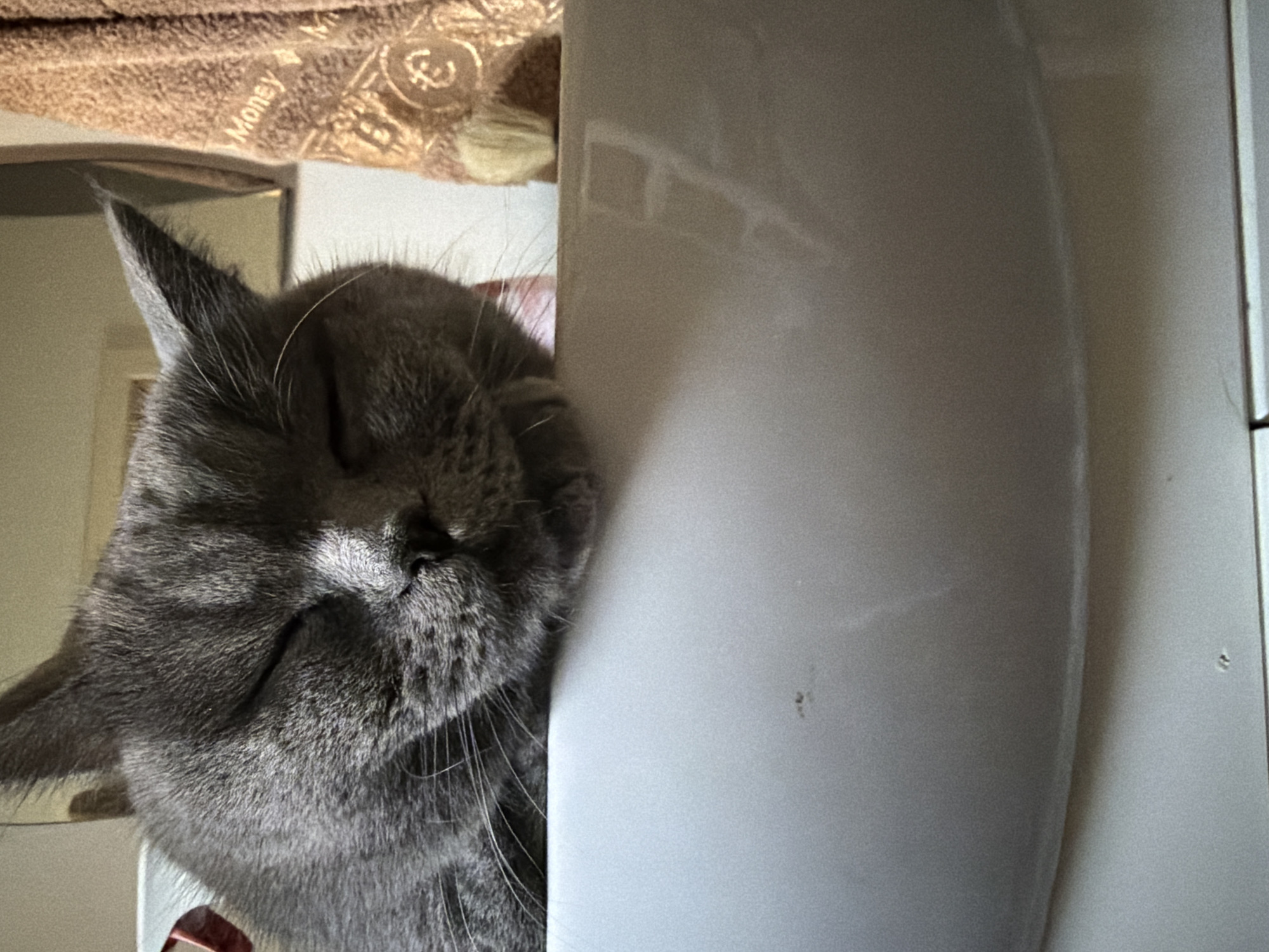 The image shows a close-up, eye-level shot of a grey cat resting its head on the edge of a white sink. The cat's eyes are closed, and its paws are visible resting on the sink's rim. The background is blurred, but a patterned brown towel with the word "Money" and various symbols is visible to the right of the cat. The lighting suggests an indoor setting, possibly a bathroom. There is no indication of the location being in Szczecin, Poland.