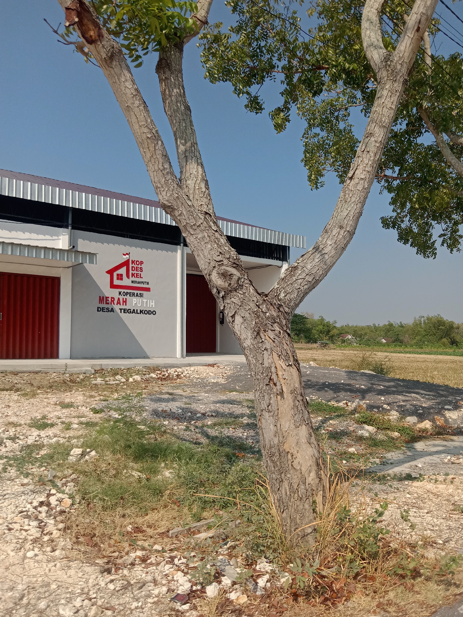 The image shows a building with red doors, likely a business or cooperative, in the city of Tegalkodo, Indonesia. A logo on the building reads "KOPDES KEL MERAH PUTIH DESA TEGALKODO." The building has a corrugated metal roof overhang. In front of the building, a large tree with textured bark is prominently positioned, its branches reaching towards the clear blue sky. The ground in front of the building is covered in dry grass, stones, and some patchy green vegetation. Beyond the building and to the right, a dry, grassy field stretches towards a line of trees and a few distant structures, suggesting a rural or semi-rural setting. The overall scene is dry and sunny. There are no people visible in the image.