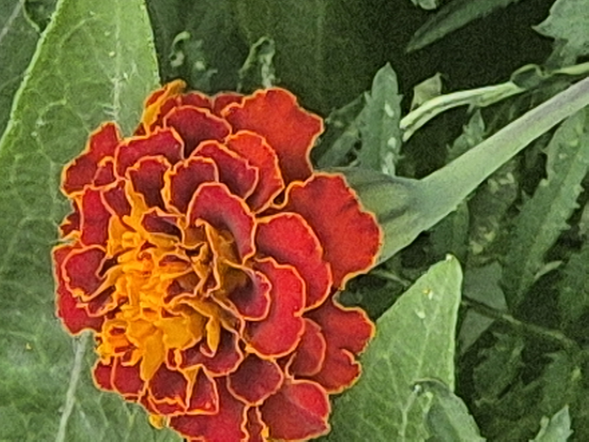 This is a close-up, vertical, eye-level photograph of a single, vibrant marigold flower. The flower, dominant in the frame, exhibits a rich gradient of colors, transitioning from a deep crimson-red at the outer edges to a bright, sunny orange at its center. The petals are densely packed and ruffled, creating a textured, almost ruffled appearance. The flower is set against a backdrop of lush, green foliage, suggesting an outdoor environment, likely a garden. The leaves are a deep green and out of focus, serving to highlight the sharp detail of the marigold. A portion of the stem, a light green, is visible at the bottom, supporting the bloom. The lighting appears natural, casting subtle shadows and emphasizing the flower's texture. The image does not contain any people or man-made objects. There is no visible indication of the specific location within Kokshetau, Kazakhstan.
