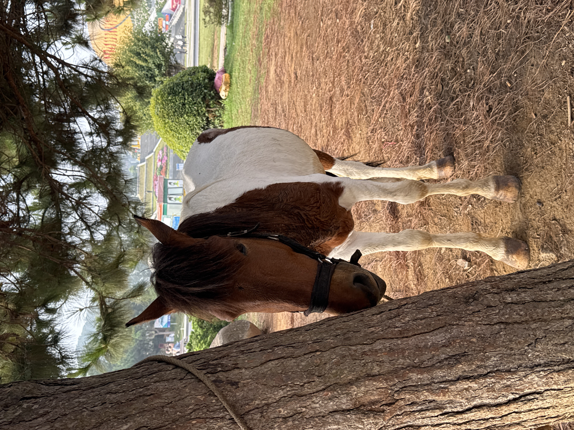 The image shows a brown and white pony standing on a grassy, open area next to a large tree trunk. The pony is wearing a black halter and is facing left with its head near the tree trunk. The ground is covered with dry grass and pine needles. In the background, there is a road with some buildings, trees, and what appears to be a carnival or park area with brightly colored structures. Based on the presence of pine trees and the overall atmosphere, this image is likely taken in Da Lat, Vietnam, known for its pine forests and temperate climate. A rope is seen connected to the tree trunk, presumably to tie up the pony. No people are distinctly visible in the foreground, but some figures can be seen in the background near the road and buildings.