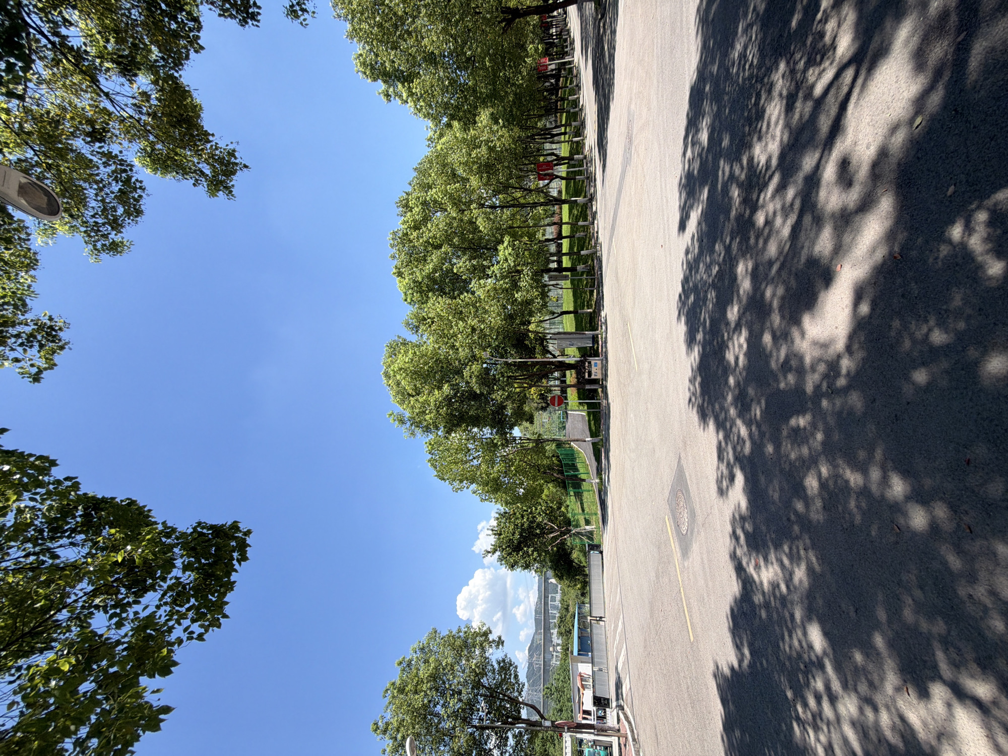 The image shows a sunny day in Jiangjin, China, with a clear blue sky and scattered clouds. The foreground is dominated by a paved area, possibly a road or parking lot, with a manhole cover visible. The middle ground features a line of lush green trees with their white-painted trunks, suggesting they are planted along an avenue or park. Beyond the trees, a green fence separates the area from a grassy slope. In the background, a large bridge structure is visible in the distance, along with some buildings. The overall scene suggests a well-maintained outdoor public space.