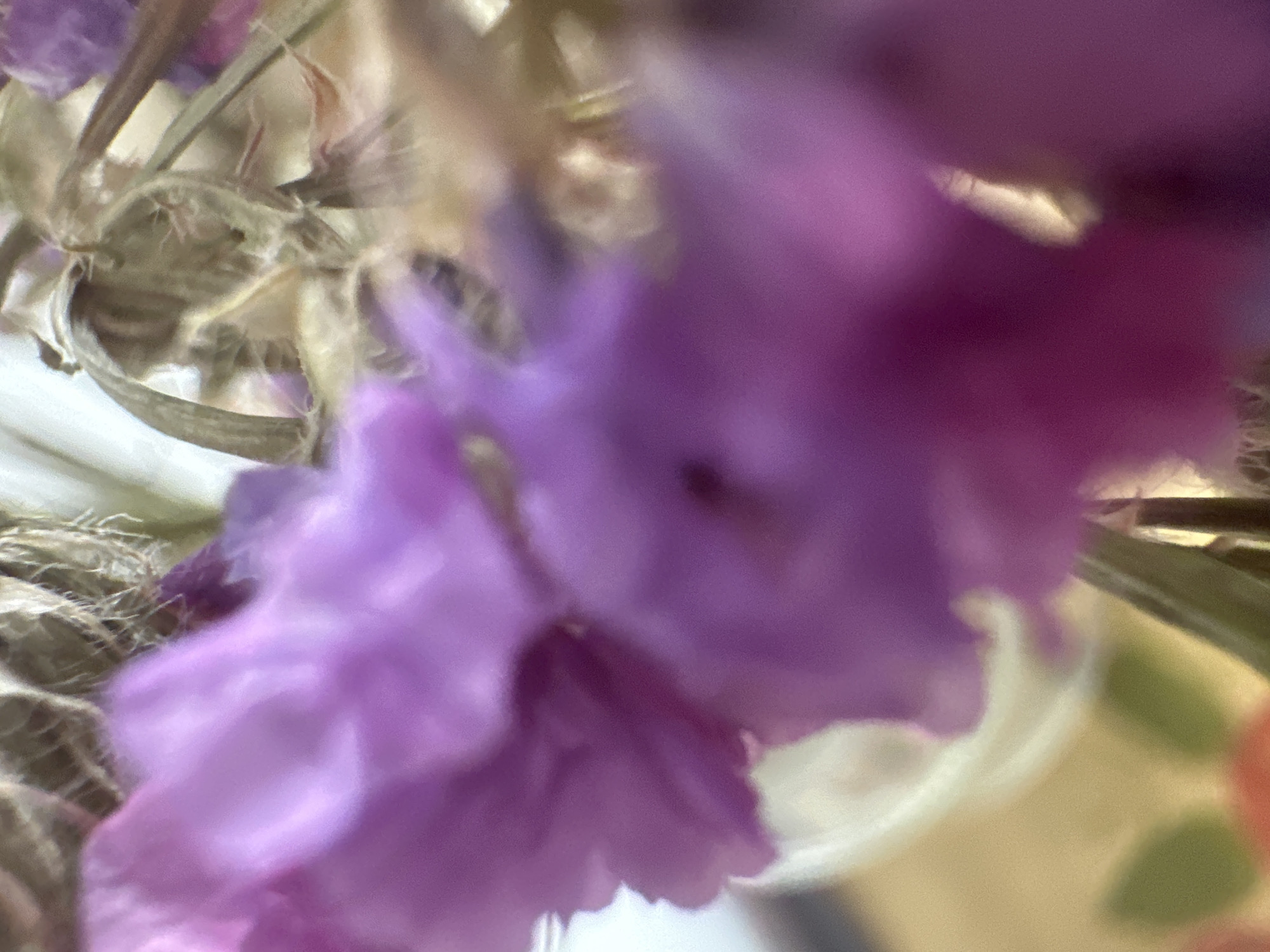 The image is a close-up, macro photograph of dried flowers, likely a bouquet. The dominant colors are various shades of purple and beige, with hints of green and white. The focus is shallow, with the foreground elements rendered in soft detail and the background blurred. The subjects are the intricate textures of the dried flowers, including delicate petals, fuzzy stems, and feathery seed heads. The lighting appears to be natural, possibly diffused daylight, casting a soft glow on the subjects. The overall impression is one of fragility and subtle beauty. There are no people, text, or specific location cues within the frame. The image evokes a sense of quiet contemplation and appreciation for the natural world's intricate details.