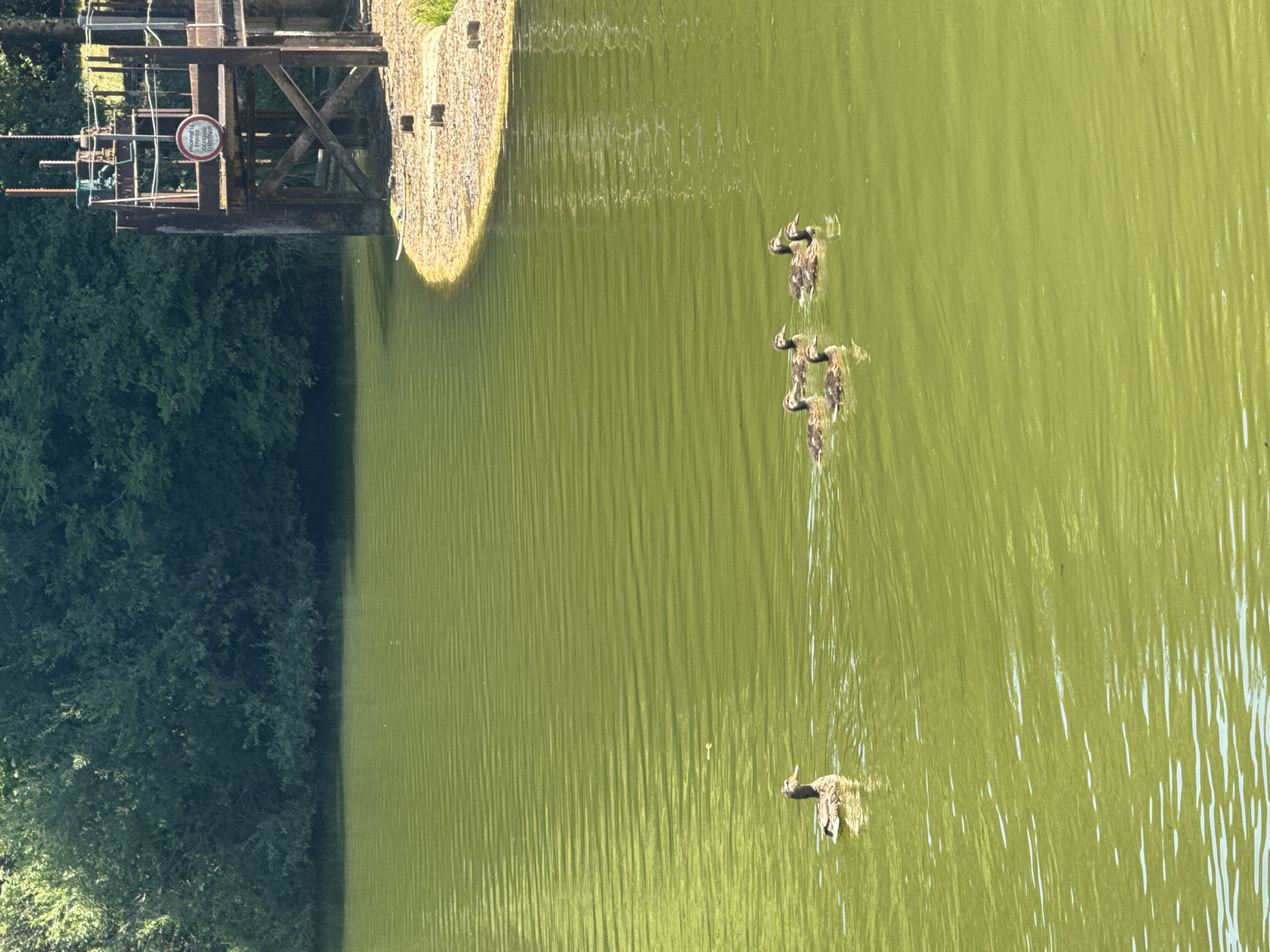 A flock of five ducks, one adult and four ducklings, swim in a body of greenish water. The adult duck is on the left side of the frame, and the ducklings are clustered to its right. The water is rippled, suggesting a slight breeze. In the background, a dense green tree line forms the edge of the body of water. To the right of the frame, a rustic wooden structure with metal components rises from the bank, possibly a lock or water control mechanism. A circular sign with red and white markings is affixed to the structure. The bank leading to the structure is covered in light-colored gravel and some vegetation. The scene appears to be outdoors on a sunny day.