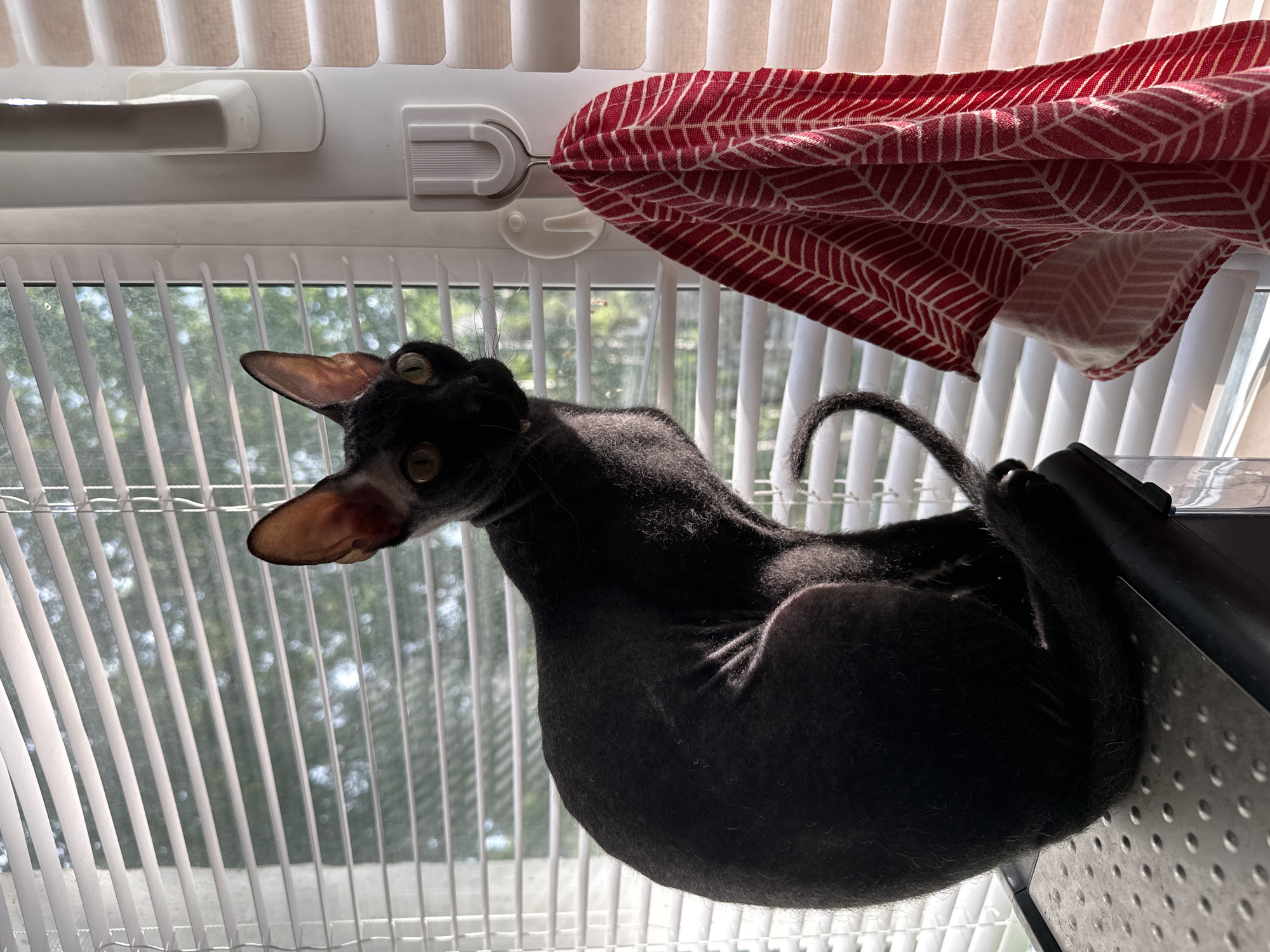 A black Cornish Rex cat with large ears and yellow eyes is perched on a metal shelf near a window. The cat is looking to the left, with its body curved. Behind the cat, vertical blinds cover the window, allowing dappled sunlight to filter through. A red and white patterned fabric is draped from a hook on the window frame, adding a splash of color to the scene. The cat's fur appears sparse, a characteristic of the breed. The setting appears to be indoors, likely a room in a home, given the window and blinds. The time of day seems to be daytime, with the sunlight indicating it's not nighttime. There is no visible text in the image.