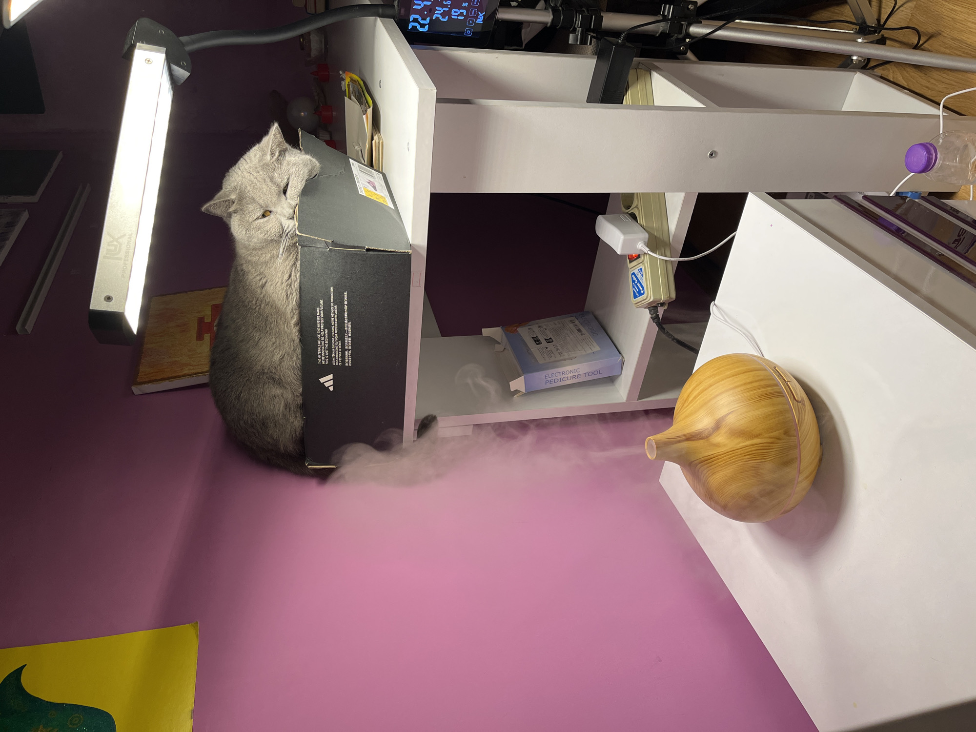 A grey cat is partially obscured by a black Adidas box on a purple surface. The box is positioned underneath white shelving units containing various items including an electronic pedicure tool. Next to the shelving, on a white surface, is a wooden humidifier emitting vapor. The lighting is provided by an overhead lamp. A temperature and humidity reader is attached to the shelf. The scene is indoors.