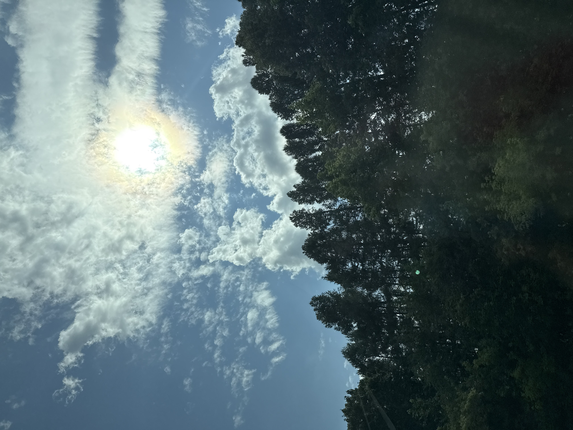 A sun-drenched sky with scattered clouds looms over a line of dark green trees. The sun, partially obscured by clouds, emits a bright, radiant glow. The trees, silhouetted against the sky, form a dense canopy. The image appears to be taken from a low angle, looking upwards. No people or specific landmarks are visible in the scene, and therefore, no specific location in the city of Borma, Russia, can be identified.