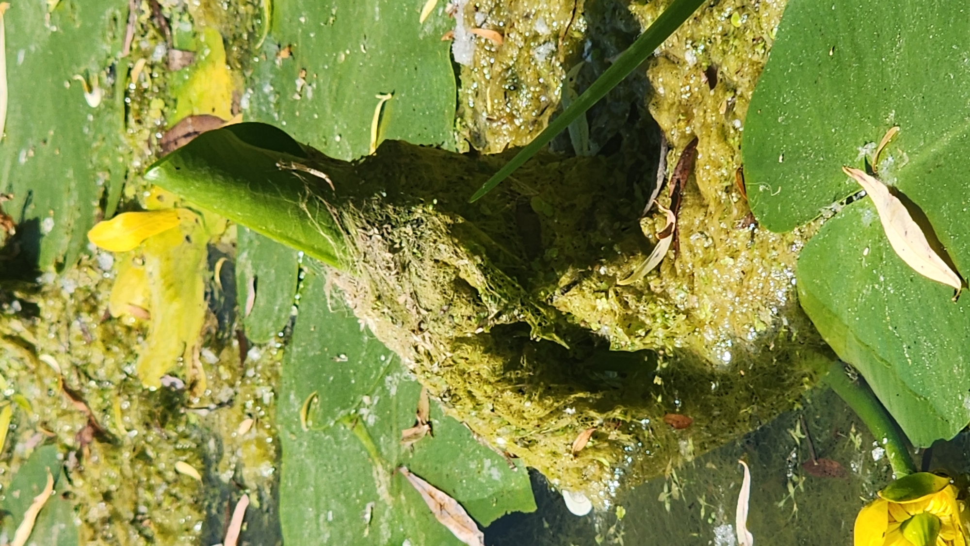 This is a close-up, vertical, outdoor, eye-level, sunlit photograph of a body of water, likely a pond or slow-moving stream, within a city park in Moscow, Russia. The water's surface is covered with green lily pads, some of which are submerged or partially submerged. A prominent, upright structure, appears to be a plant stem or bulb, is encrusted with a thick layer of green algae and debris. This structure rises from the water and is partially wrapped in what looks like dried plant material. Several dried leaves are scattered on the lily pads and in the water. In the background, more lily pads and algae are visible, along with what appears to be a yellow flower, possibly from a water lily. The overall impression is of a natural, slightly unkempt aquatic environment within an urban setting.