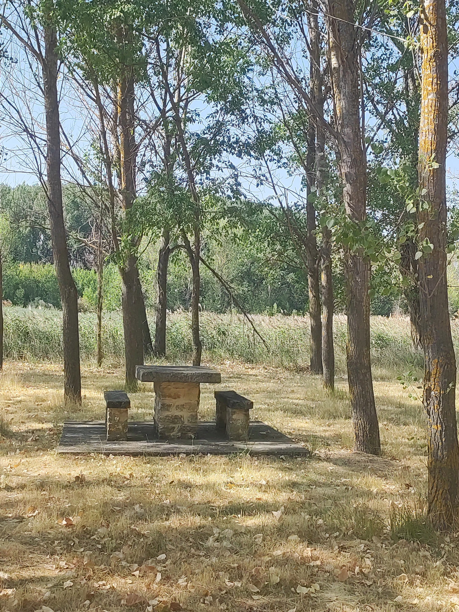 A stone picnic table with two benches is set in a dry, grassy clearing surrounded by trees with sparse leaves. The ground is covered with dry grass and fallen leaves. In the background, there is a dense line of tall, dry reeds or grasses, beyond which are more trees and a bright blue sky. The scene is located in Abarca De Campos, Spain.