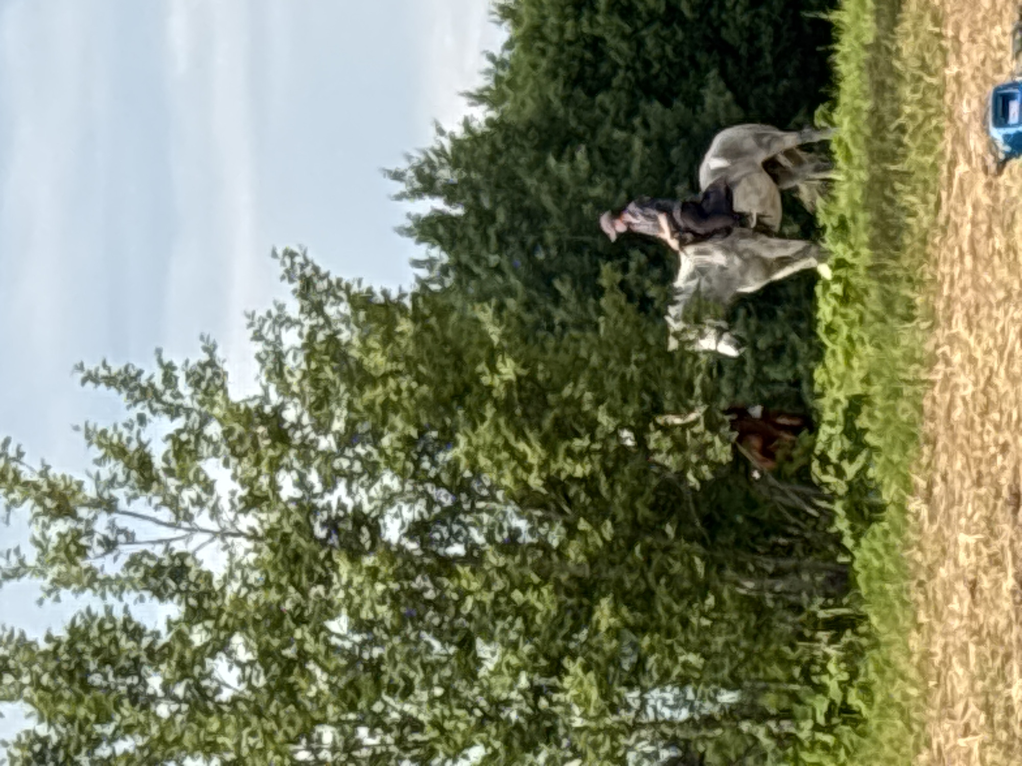 A person is riding a light grey horse in an open field. The rider is wearing a dark shirt, dark pants, and a cap. The horse is facing to the left and appears to be standing still or moving slowly. In the background, there are lush green trees and a cloudy sky. To the left of the horse, a dark brown animal, possibly another horse or a large dog, is partially visible among the trees. The foreground of the image is a textured field of dry grass or dirt. There is a blue object in the lower right corner, partially obscured and out of focus. The scene is likely outdoors, possibly in a rural or park-like setting. The location of Goncharovo, Russia is not discernible from the visual information in the image.