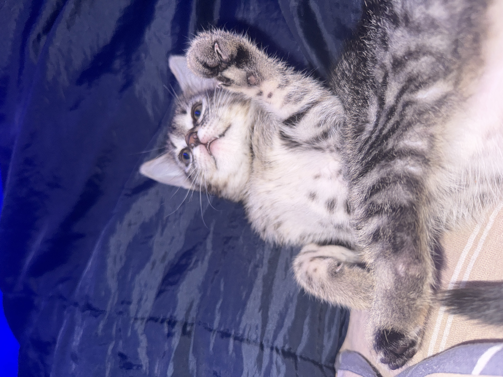 A grey tabby kitten with blue eyes is lying on its back on a dark blue, possibly satin, blanket. The kitten has white fur on its chest and belly, with some black spots. One of its front paws is raised in the air, showing dark paw pads. The kitten's face is visible and it appears to be looking up. A striped cushion is partially visible beneath the blanket. The location in Chaikovsky, Russia, is unknown.