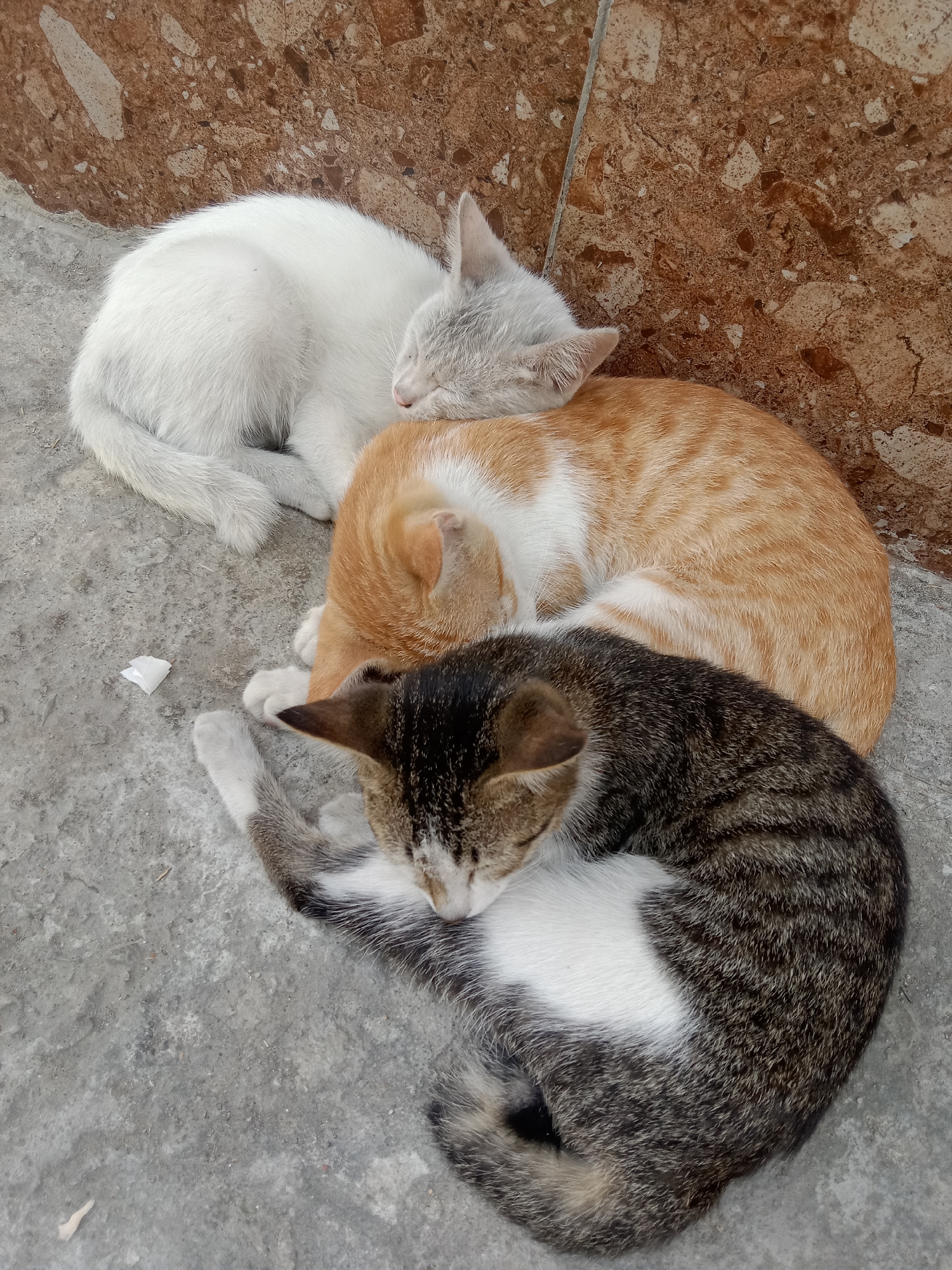 In Jumput, Indonesia, three cats are sleeping curled up together on a concrete surface. The cat on the top is white with some gray around its ears and face. The cat in the middle is orange and white tabby. The cat on the bottom is a darker tabby pattern with white markings. The cats are nestled close to each other for warmth or comfort. Behind the cats is a wall with a reddish-brown, marbled pattern.