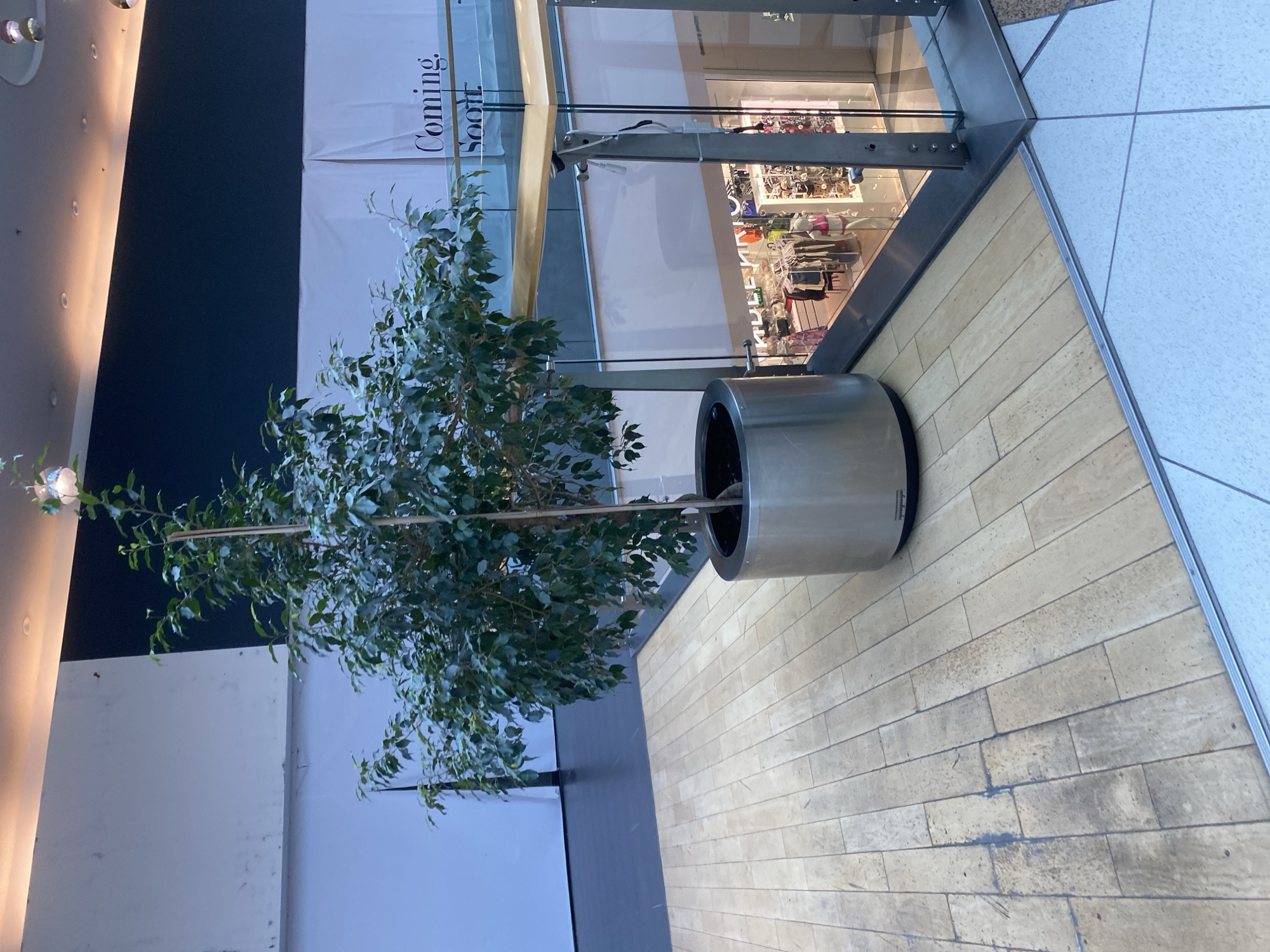 The image depicts an indoor scene, likely a shopping mall, given the presence of a store window displaying clothing and a tiled floor. A large potted plant, possibly a ficus tree, stands in the foreground, its branches reaching upwards. Next to the plant is a cylindrical, metallic planter. In the background, a store window reveals racks of apparel, suggesting an active retail environment. A banner with the text "Coming Soon" is visible, indicating an upcoming opening or event. The lighting suggests it might be evening or a dimly lit indoor space. The floor is a combination of light-colored tiles and wood-look planks. The overall atmosphere is neutral, with no discernible emotions or weather conditions. The location is identified as Varna, Bulgaria, adding a specific geographical context to the scene.