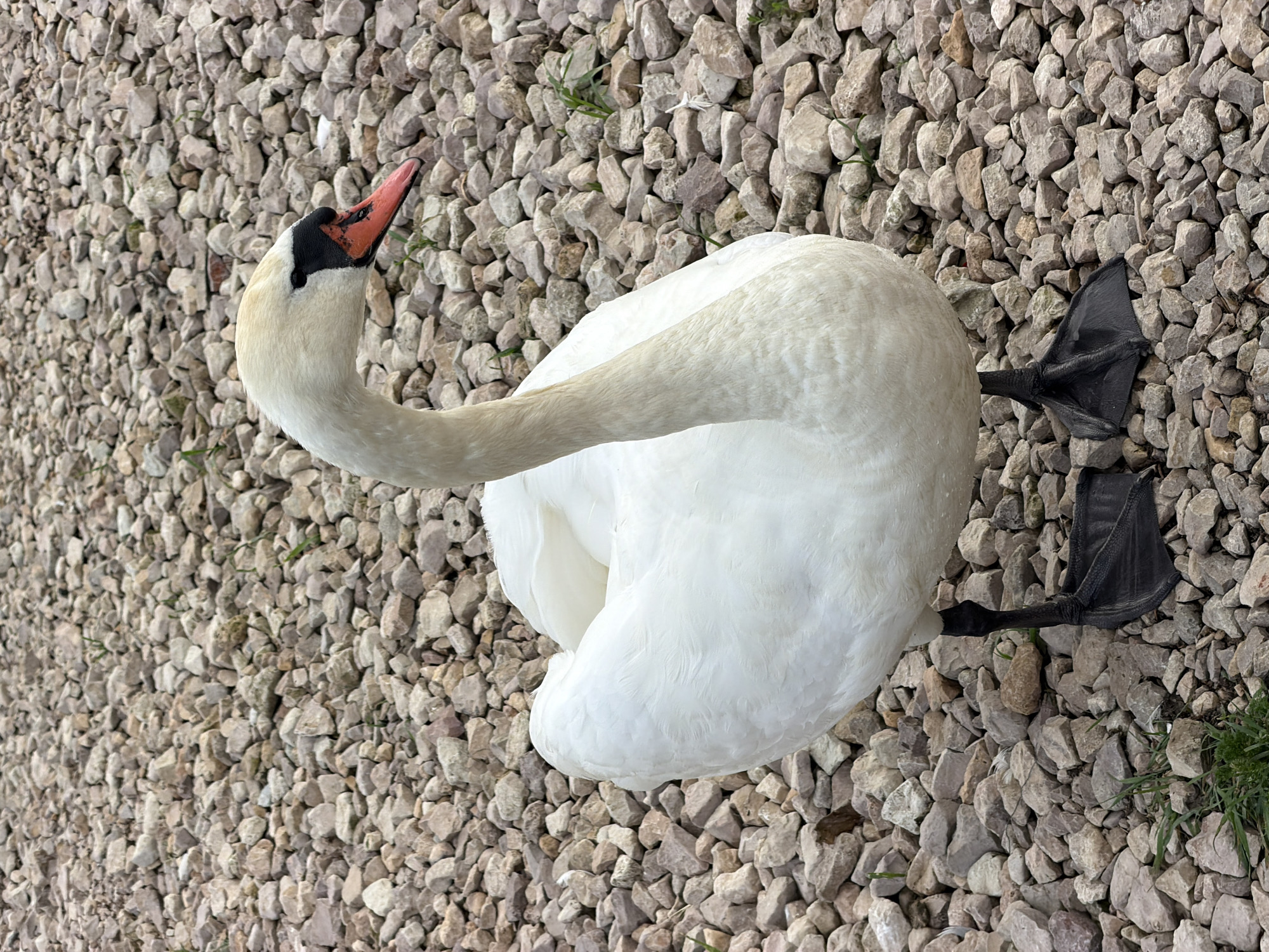A white swan stands on a bed of light gray and brown gravel. The swan is facing to the right, with its head turned slightly forward. Its beak is orange with a black tip. The swan's wings are tucked in, and its feet are visible, with black webbing. The background is entirely composed of gravel, with a few sparse blades of green grass peeking through. There are no people or other animals visible in the image. The scene is an outdoor setting, likely a park or waterfront area. This image was taken in Riga, Latvia.