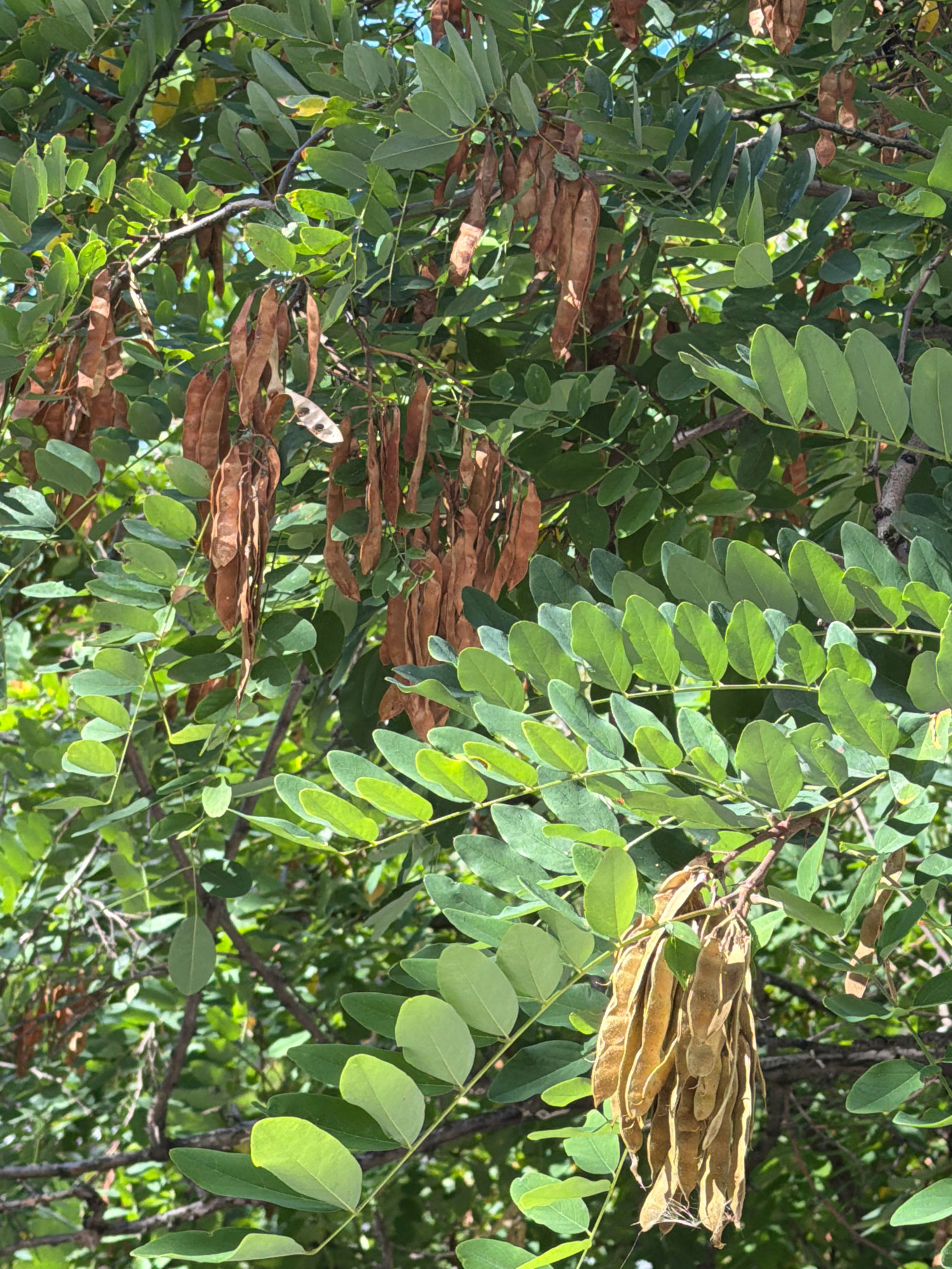 This is a close-up, eye-level, outdoor photograph of a tree branch laden with green leaves and brown seed pods. The image appears to be taken in Dnipro, Ukraine. The light suggests it is daytime. The scene is a natural environment, likely a park or garden. There are no people or animals visible in the photograph. The focus is on the texture and detail of the leaves and seed pods, with the background showing more of the tree's foliage and branches.