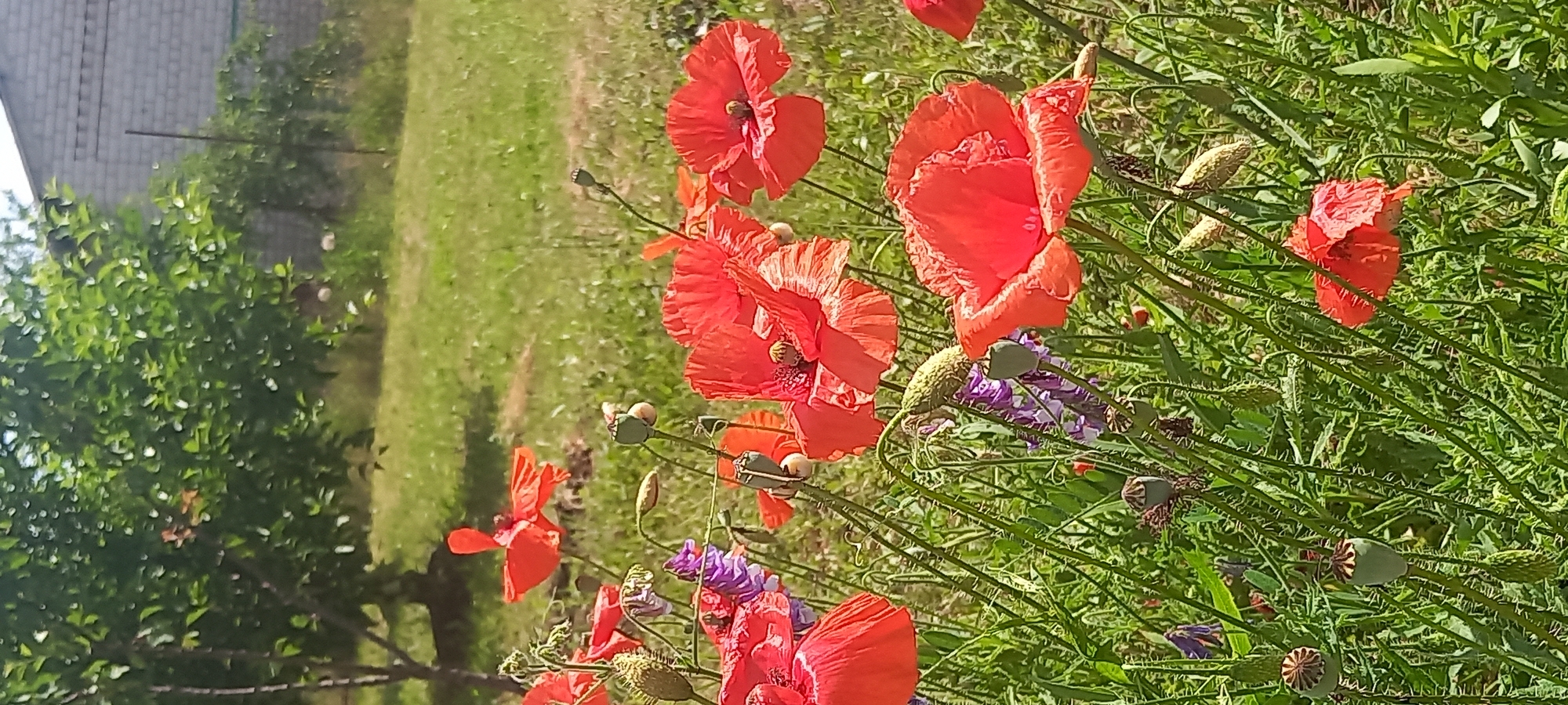 The image depicts a close-up view of red poppies and some purple flowers in a grassy area. In the background, a large green tree is visible, and beyond that, a building with a brick wall. The scene appears to be outdoors on a sunny day. The location is noted as Kryvyi Rih, Ukraine. There are no people visible in the image. The poppies are in various stages of bloom, with some fully open and others as seed pods. The grass is green and appears somewhat overgrown. The building in the background suggests a more urban or suburban setting.