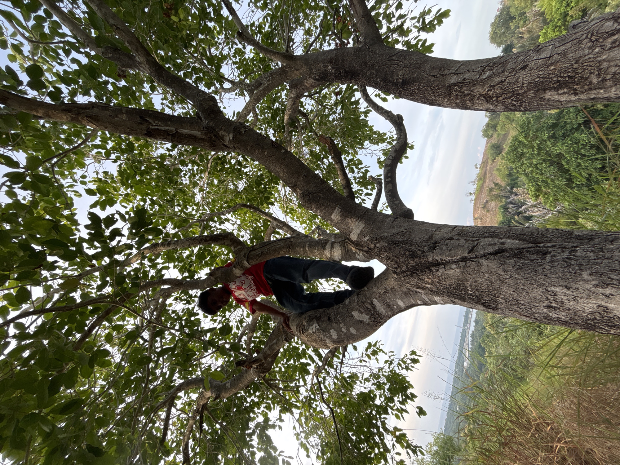 A low-angle, medium shot shows a person in a red shirt and dark pants perched on a large tree branch. The tree's thick trunk and branches dominate the frame, with green leaves filling much of the background. Beyond the tree, in the background, is a landscape with green vegetation. In the distance, there is a glimpse of what may be a body of water and buildings. The photograph appears to have been taken in a natural setting, with some evidence of human presence in the distance. The photograph was taken in Lhokseumawe, Indonesia.