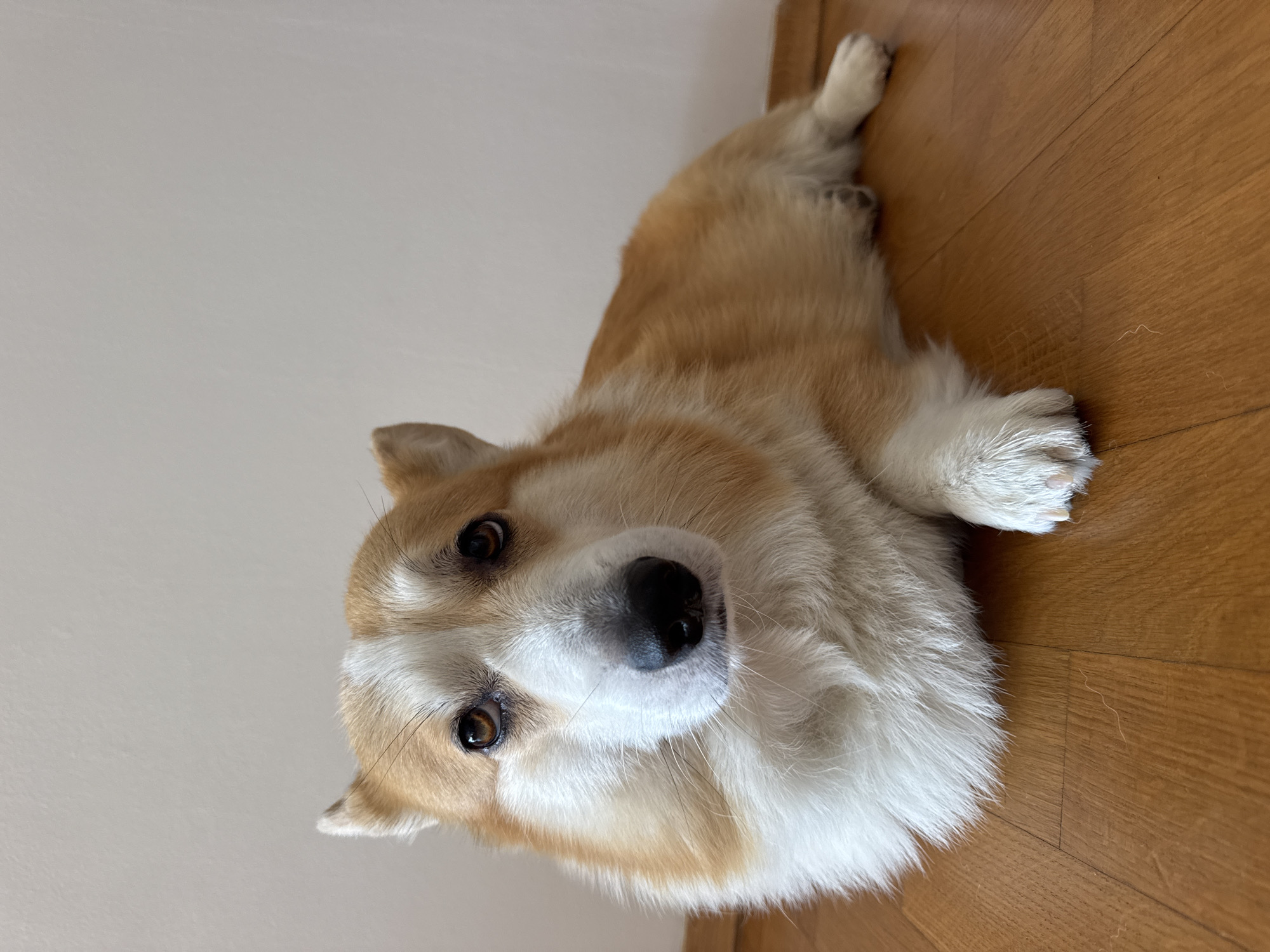 A tan and white Corgi dog is lying on a light brown wooden floor in front of a white wall. The dog is facing the camera with its head tilted slightly upwards. Its eyes are brown and appear to be looking towards the camera with a slightly sad expression. The dog's fur is thick and fluffy, with distinct tan markings on its head and back, and white fur on its chest and legs. Its ears are erect and pointed. The background consists of a plain white wall that meets the wooden floor at a subtle baseboard. The lighting is soft, suggesting an indoor environment, possibly a home. There are no people or other objects visible in the frame. The image does not contain any specific visual cues to pinpoint its location within Boreti, Montenegro.