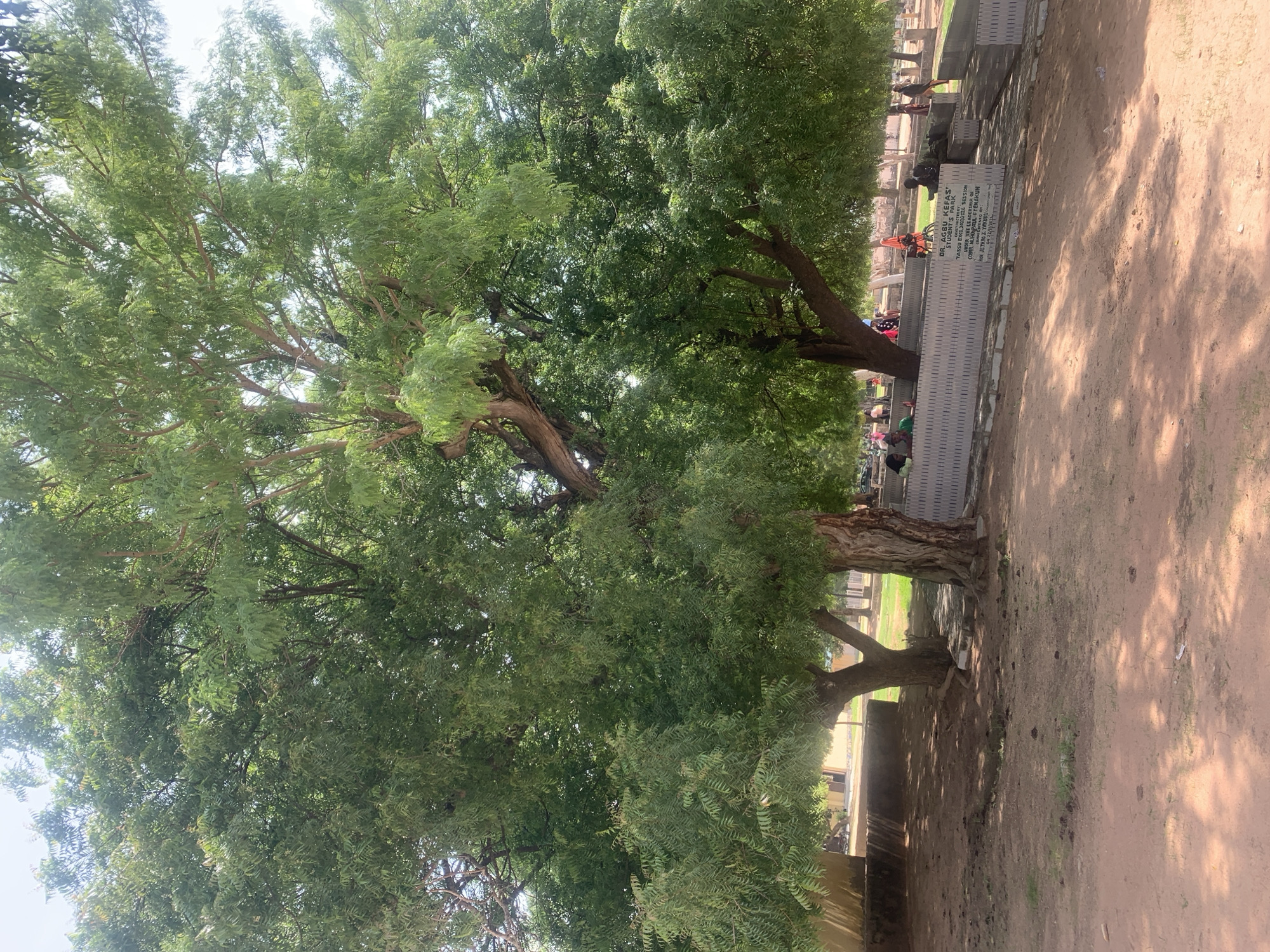 The image depicts an outdoor scene at a location identified by a plaque as "DR. AGBU KEFA'S STUDENT'S PARK" in Jalingo, Nigeria. In the foreground, reddish-brown dirt covers the ground, with scattered patches of dry grass and shadows from overhead foliage. Two large trees with dense green canopies dominate the center and left of the frame, their textured bark visible. A low, light-colored stone wall, possibly a memorial or seating area, runs horizontally across the midground. Inscriptions are visible on the wall, indicating it may be a monument. Several individuals are present in the background, some seated on or near the wall, while others are standing or walking. The overall environment appears to be a park or public space, with evidence of human activity and natural elements.